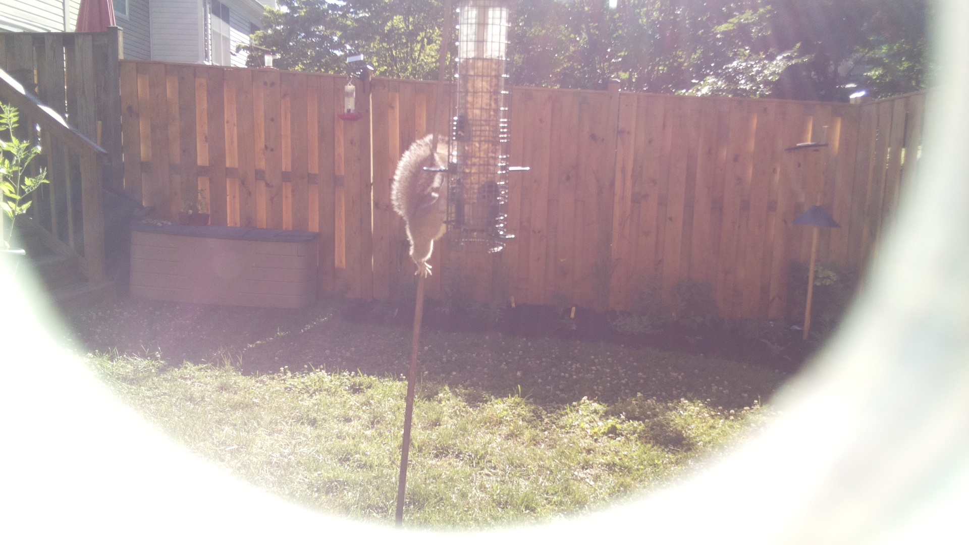 Likely Chickadee/Titmouse