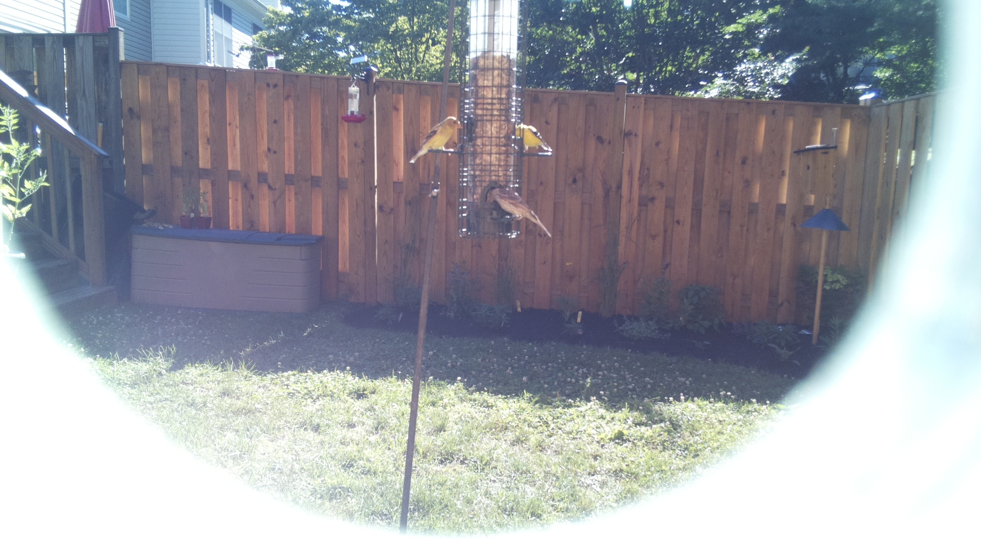 American Goldfinch