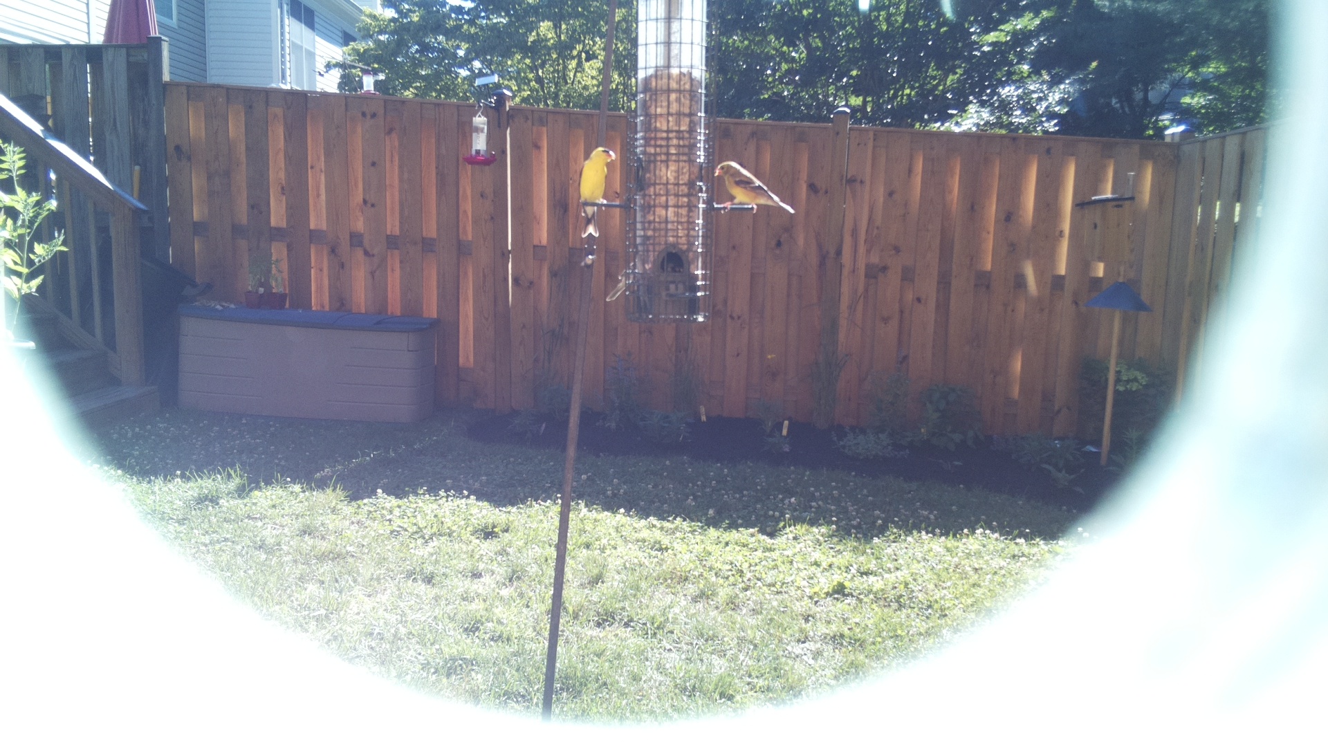American Goldfinch