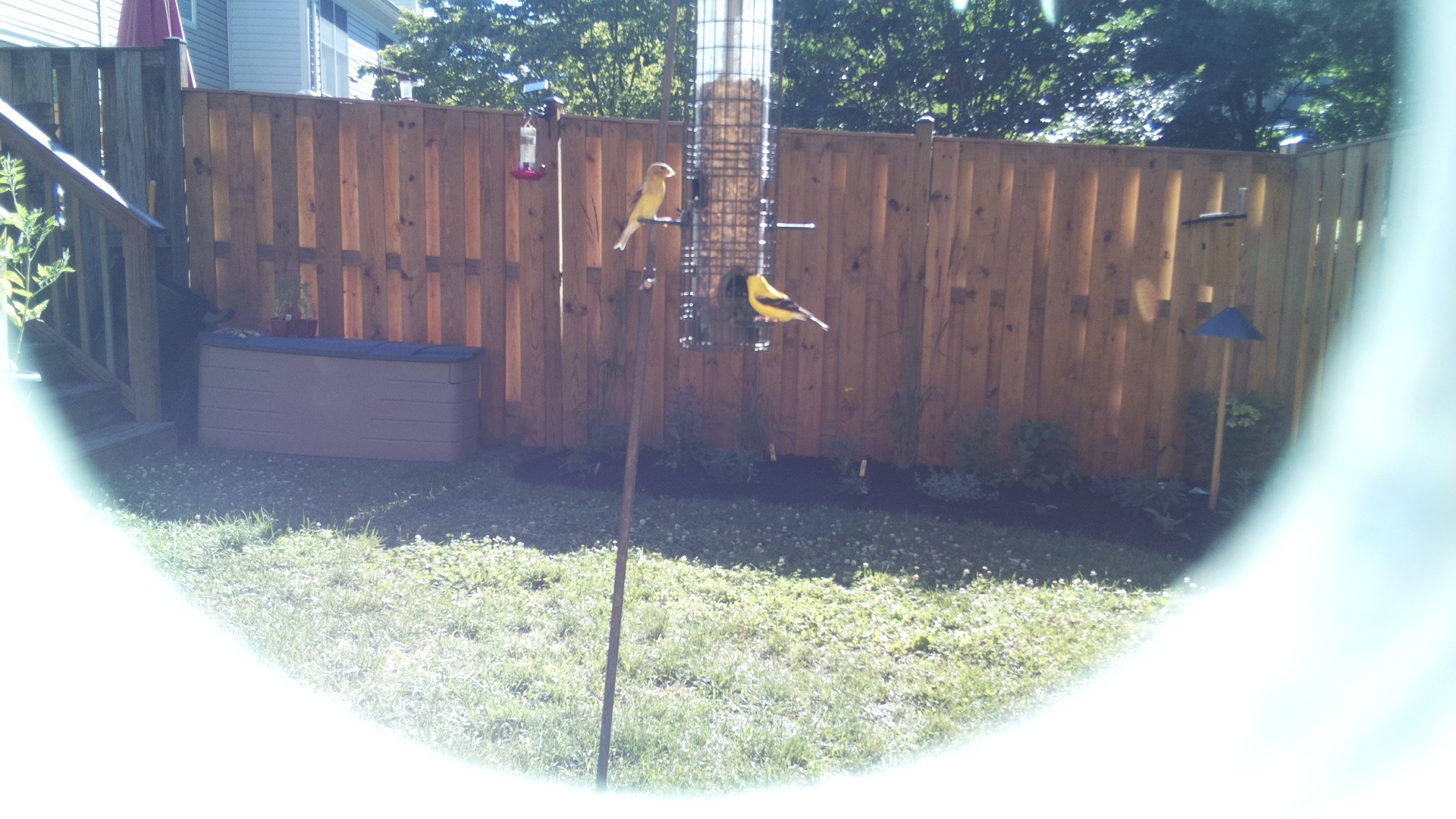American Goldfinch