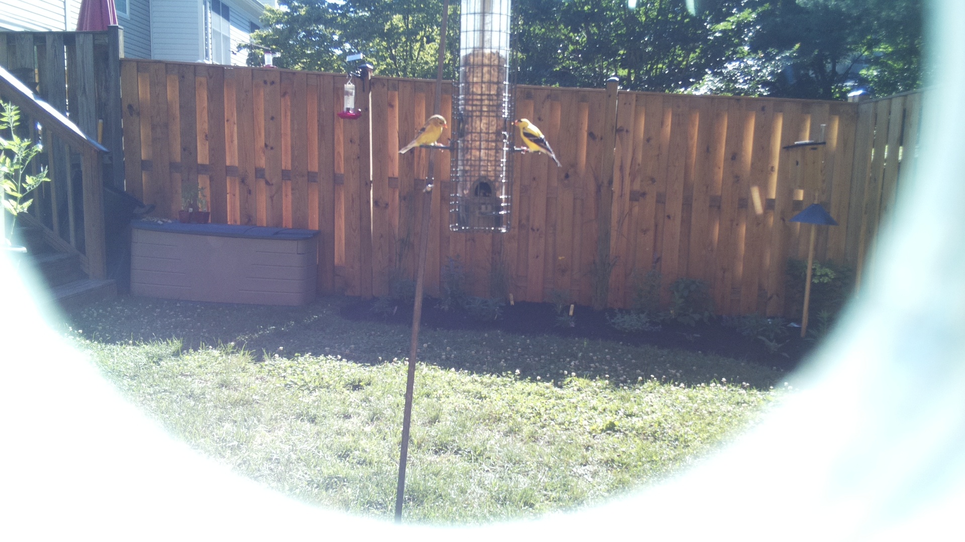 American Goldfinch