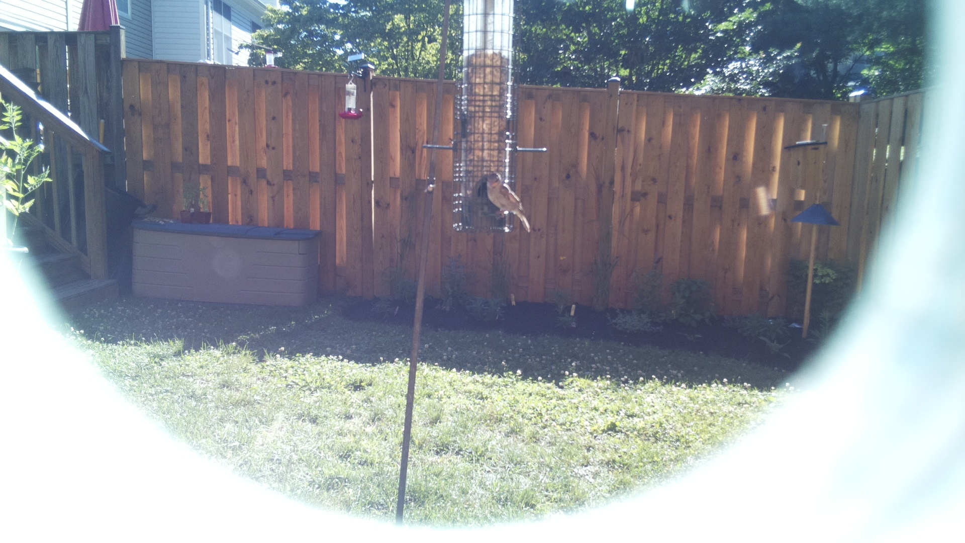 Unknown Bird