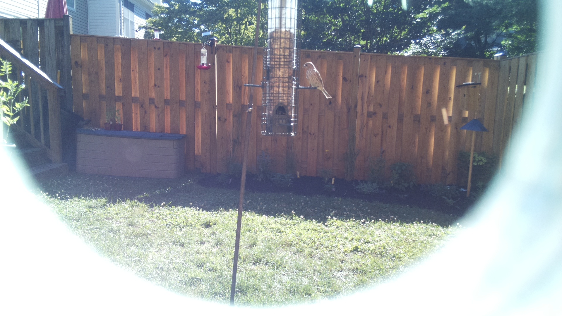 Likely Finch