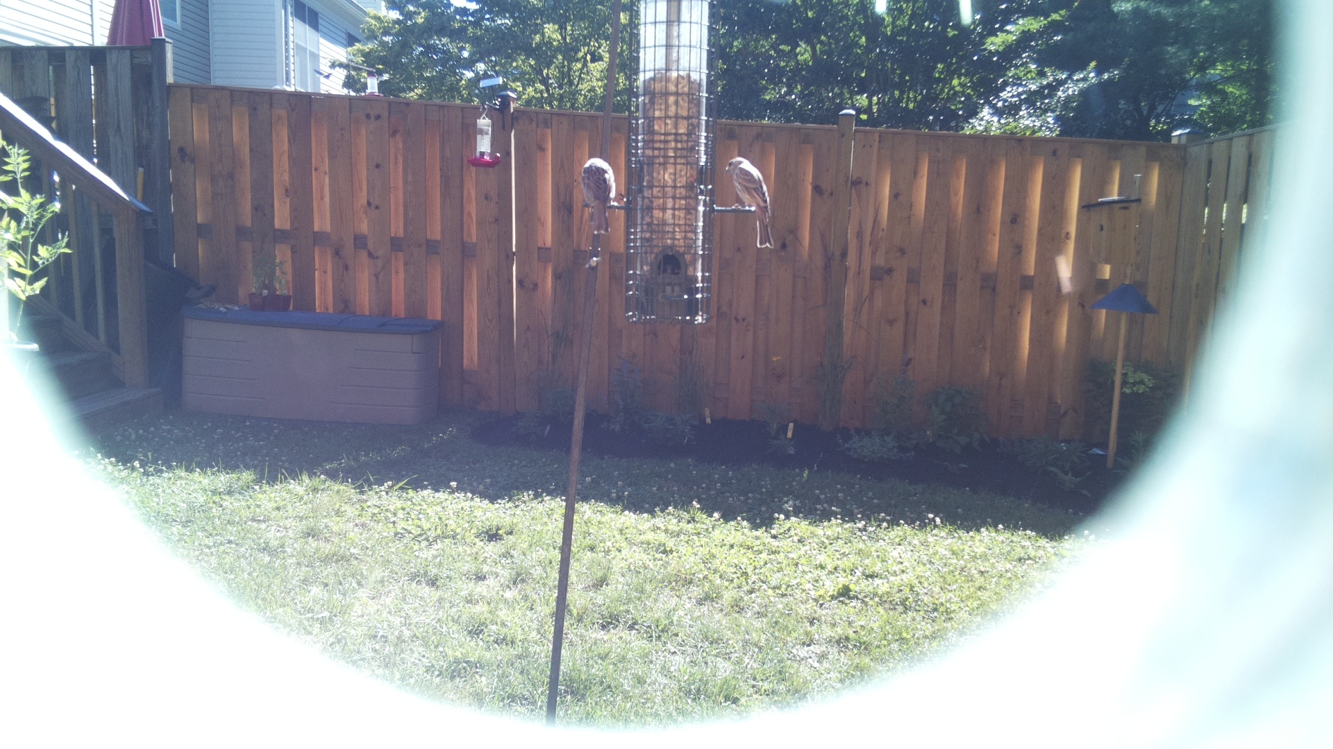 Likely Finch