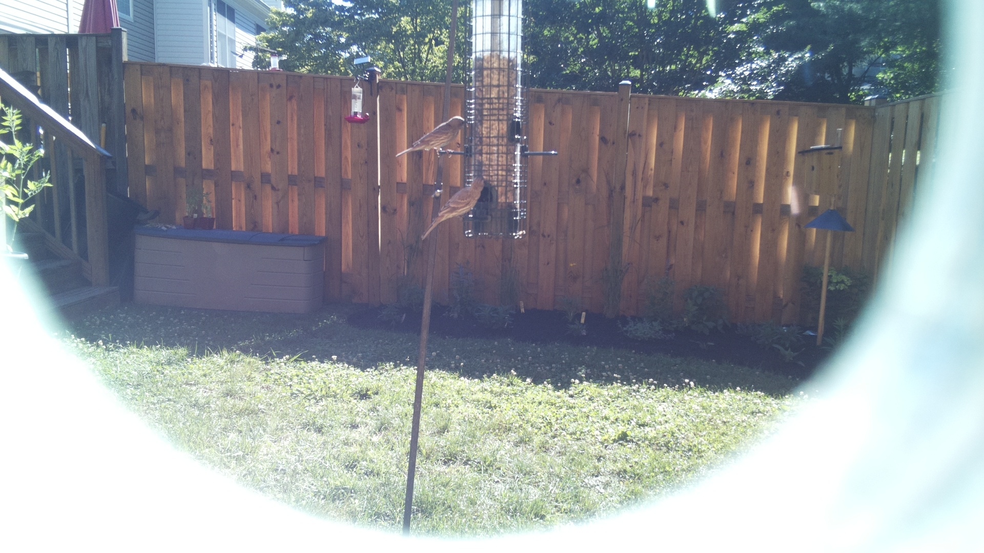 Likely Finch