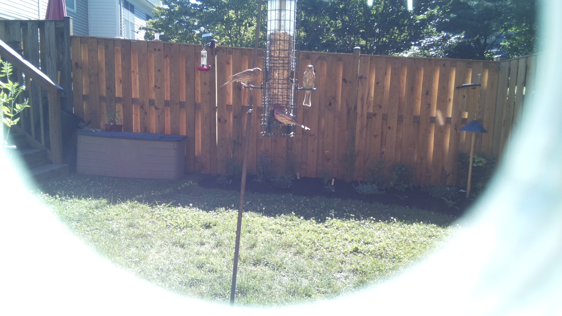 Likely Finch