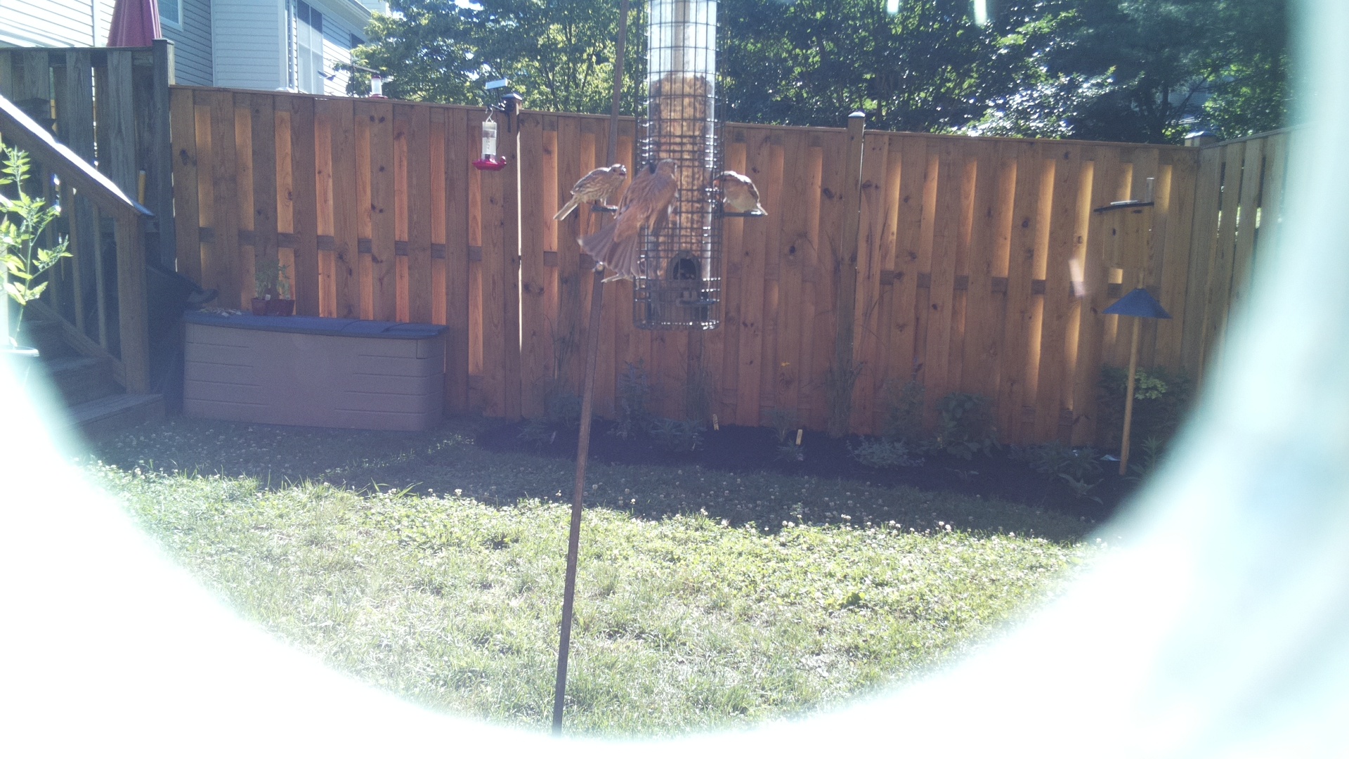 Likely Finch