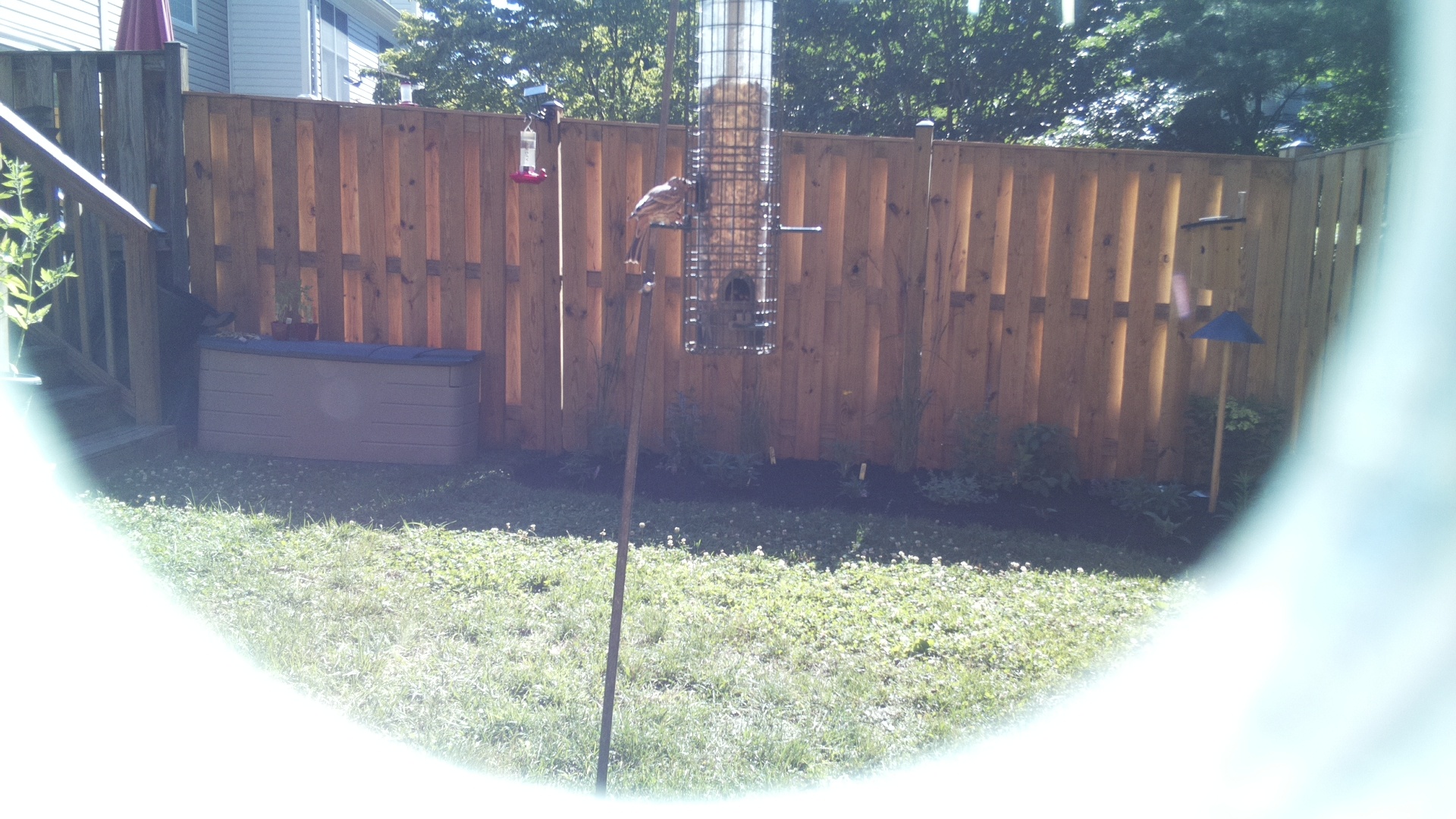 Likely Sparrow
