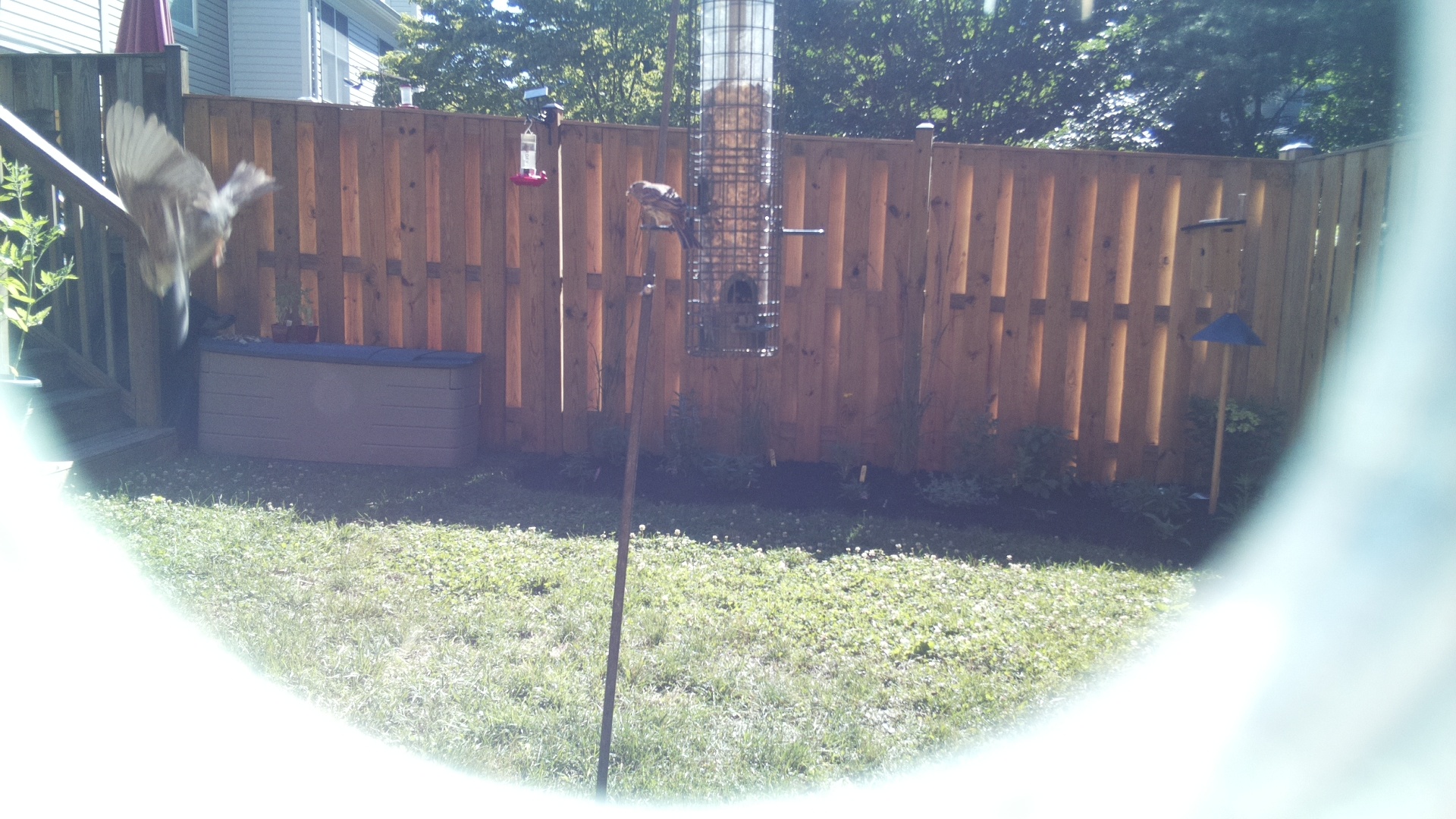 Unknown Bird