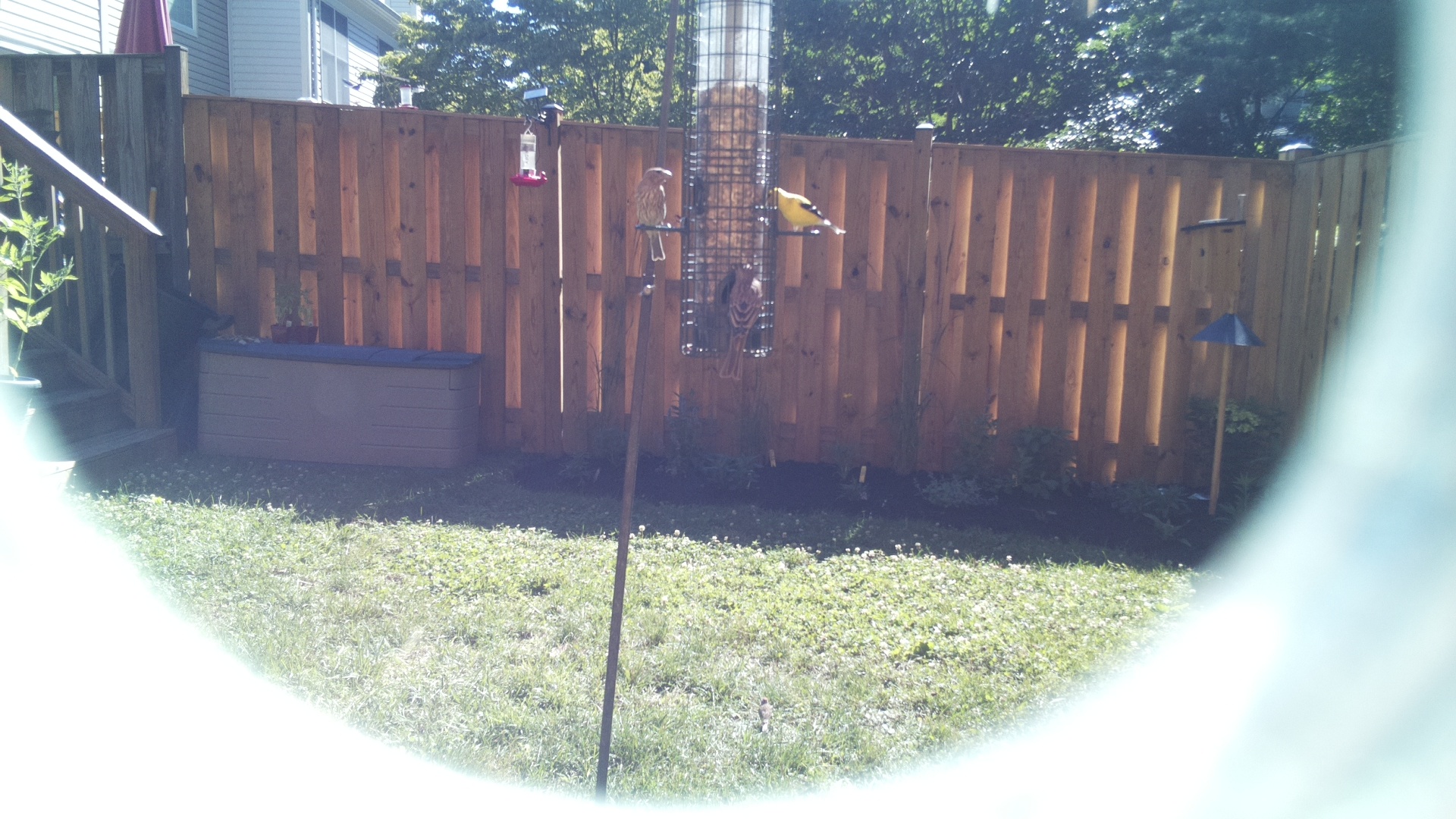 American Goldfinch