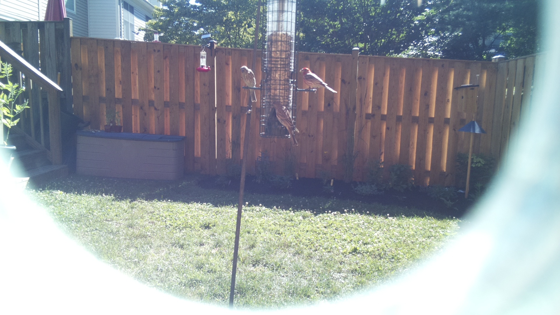 Likely Finch