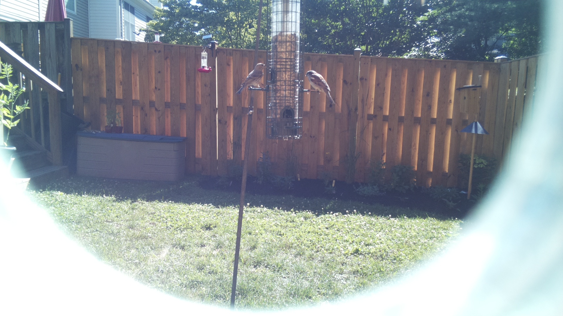 Likely Sparrow