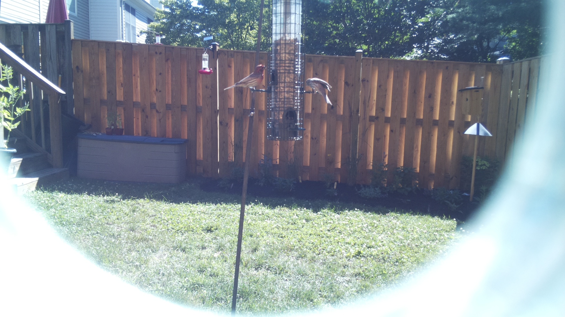 Purple Finch