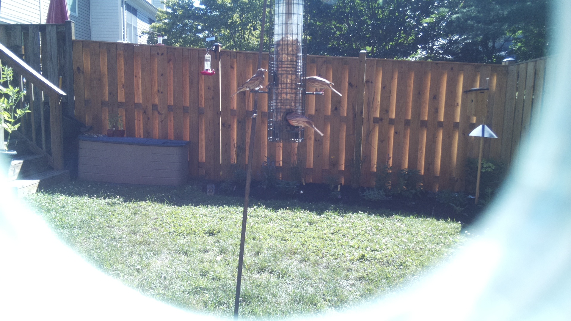 Likely Finch