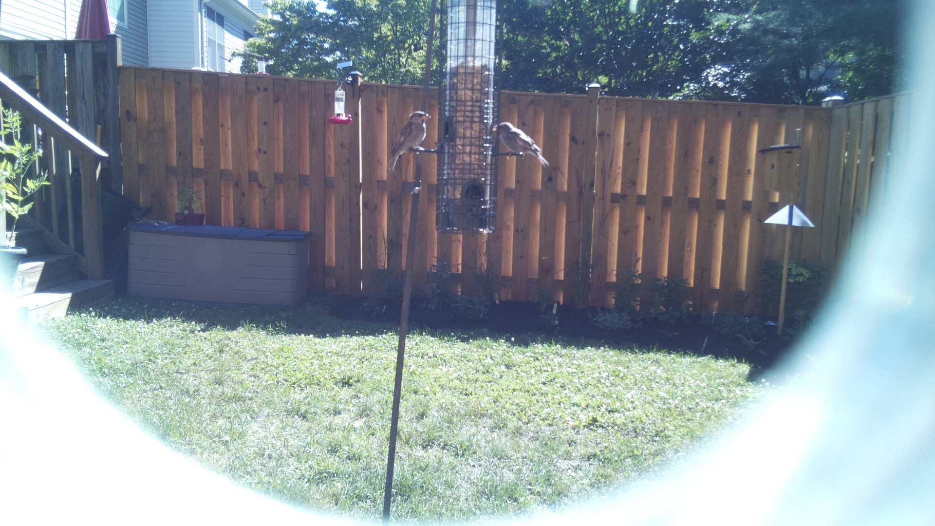 Likely Sparrow