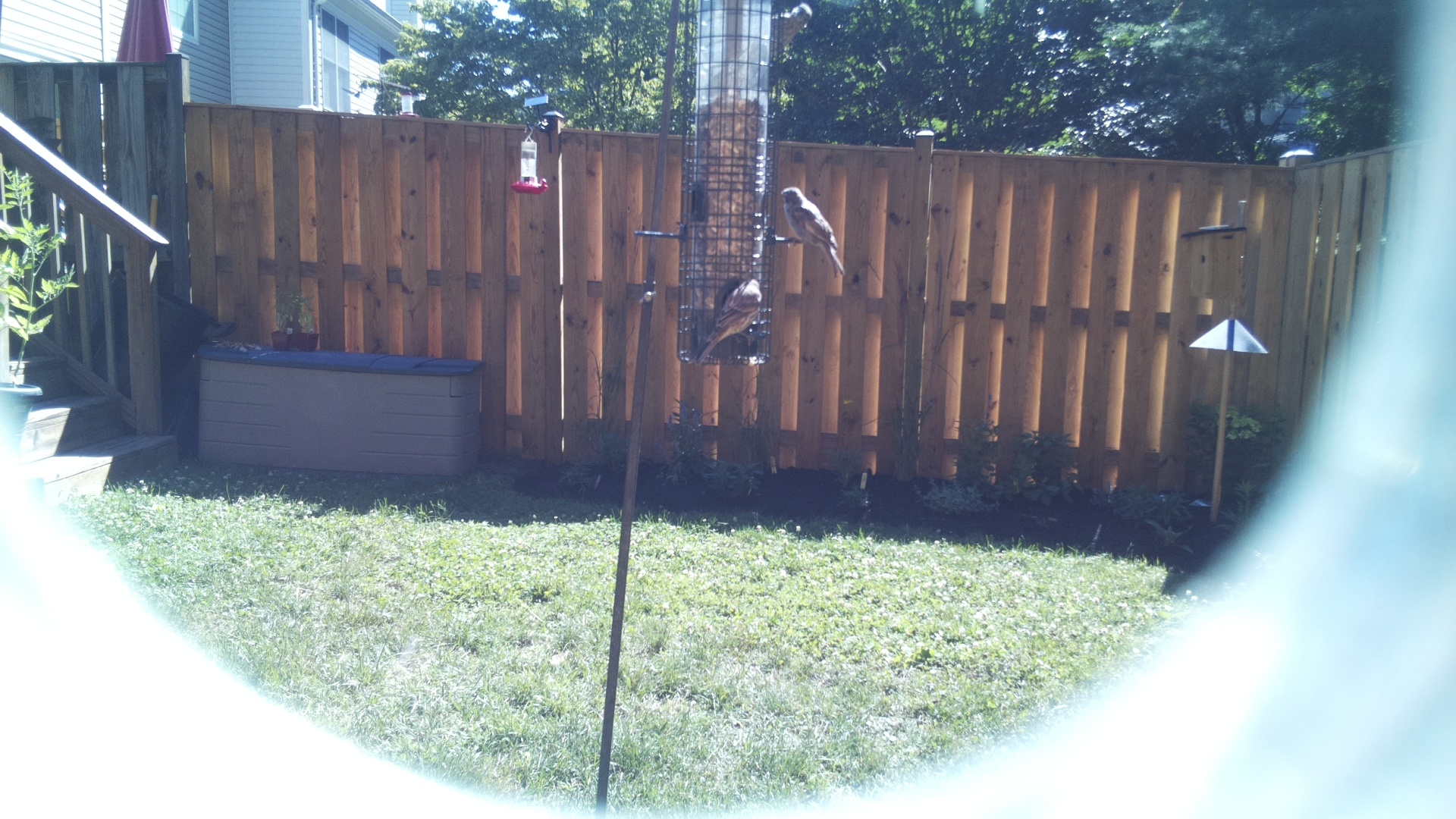 Likely Finch