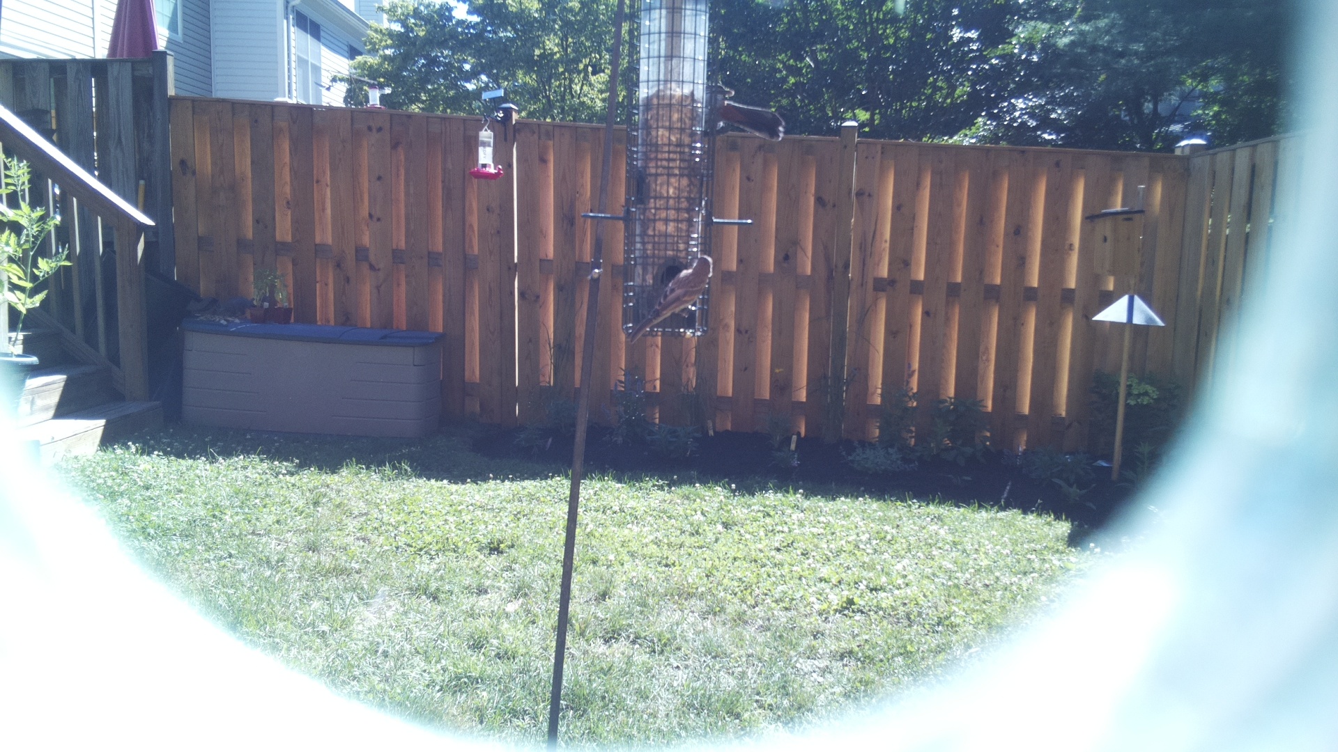 Likely Finch