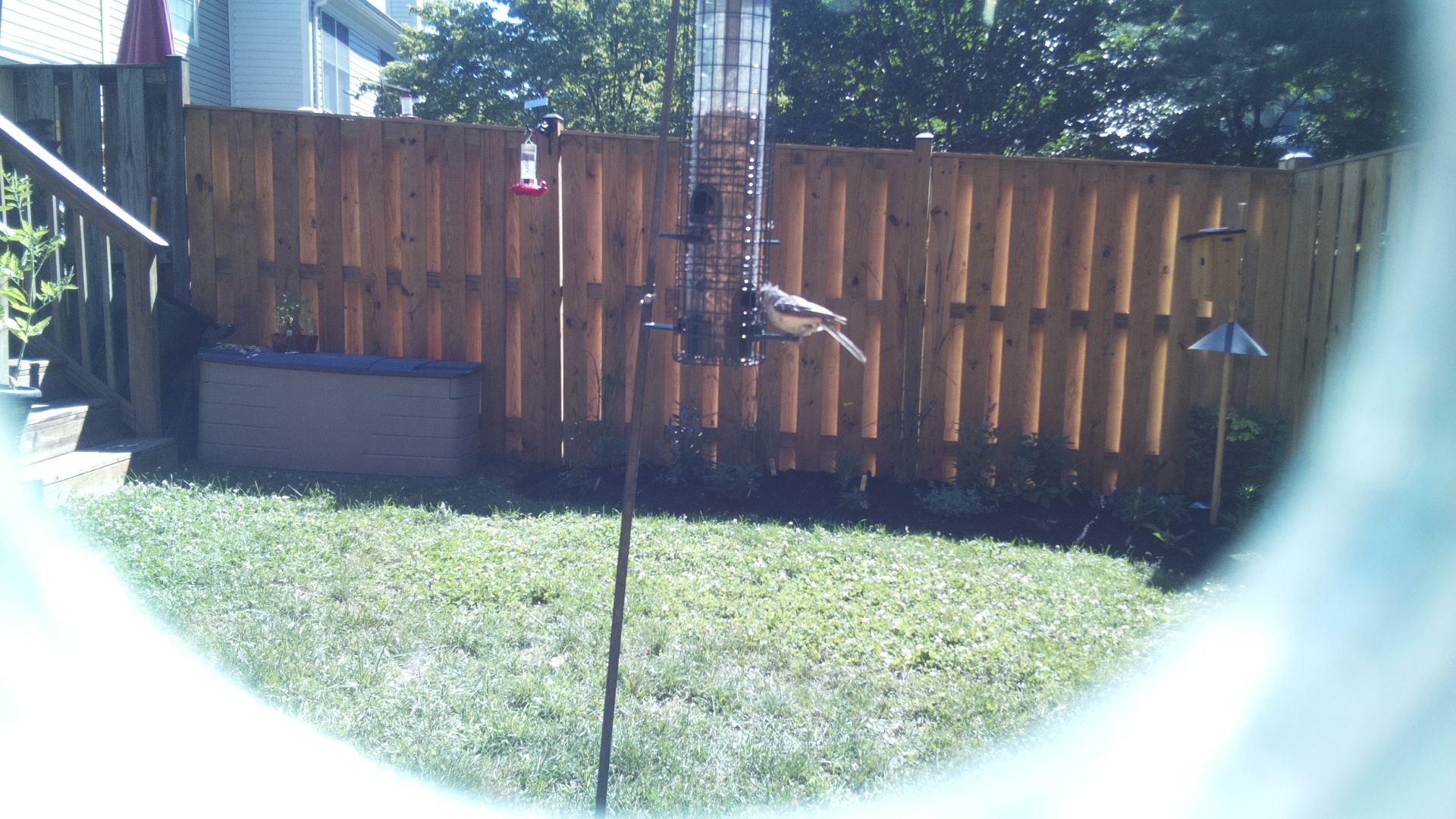 Likely Chickadee/Titmouse