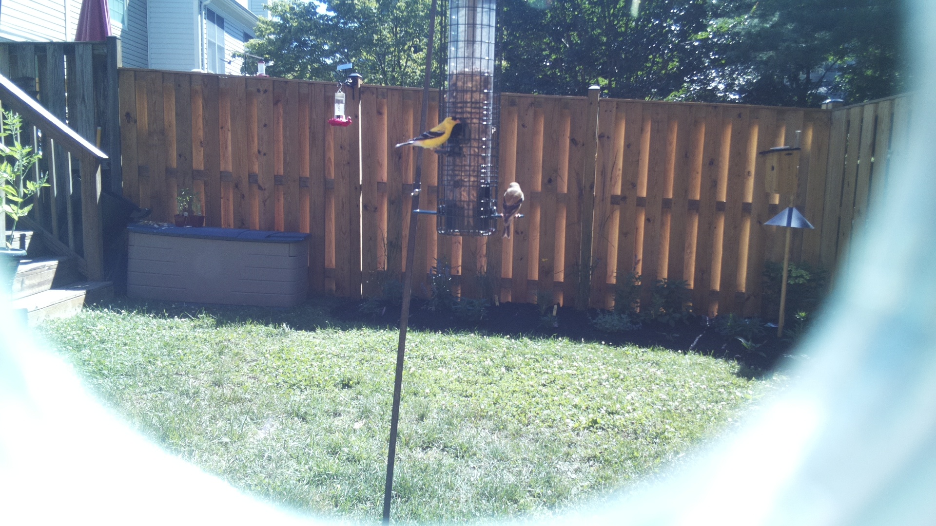American Goldfinch
