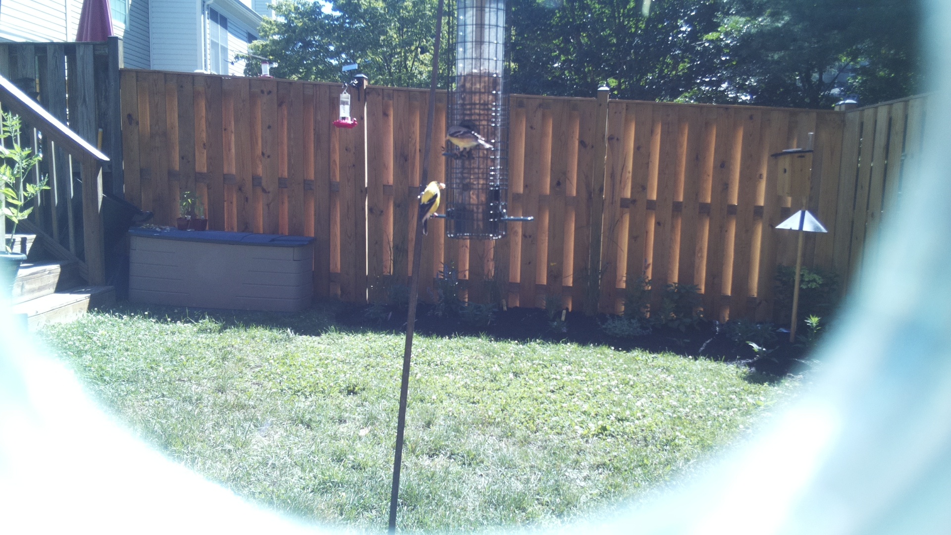 American Goldfinch