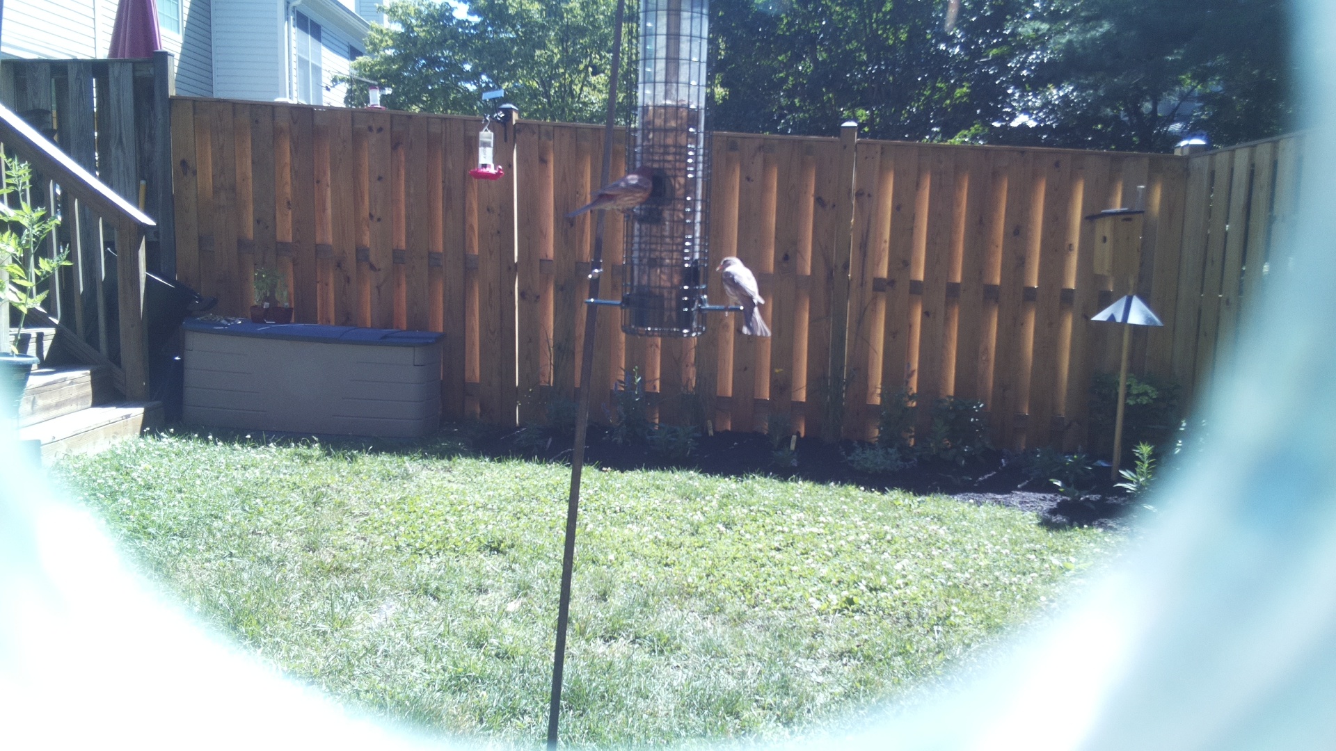 Purple Finch
