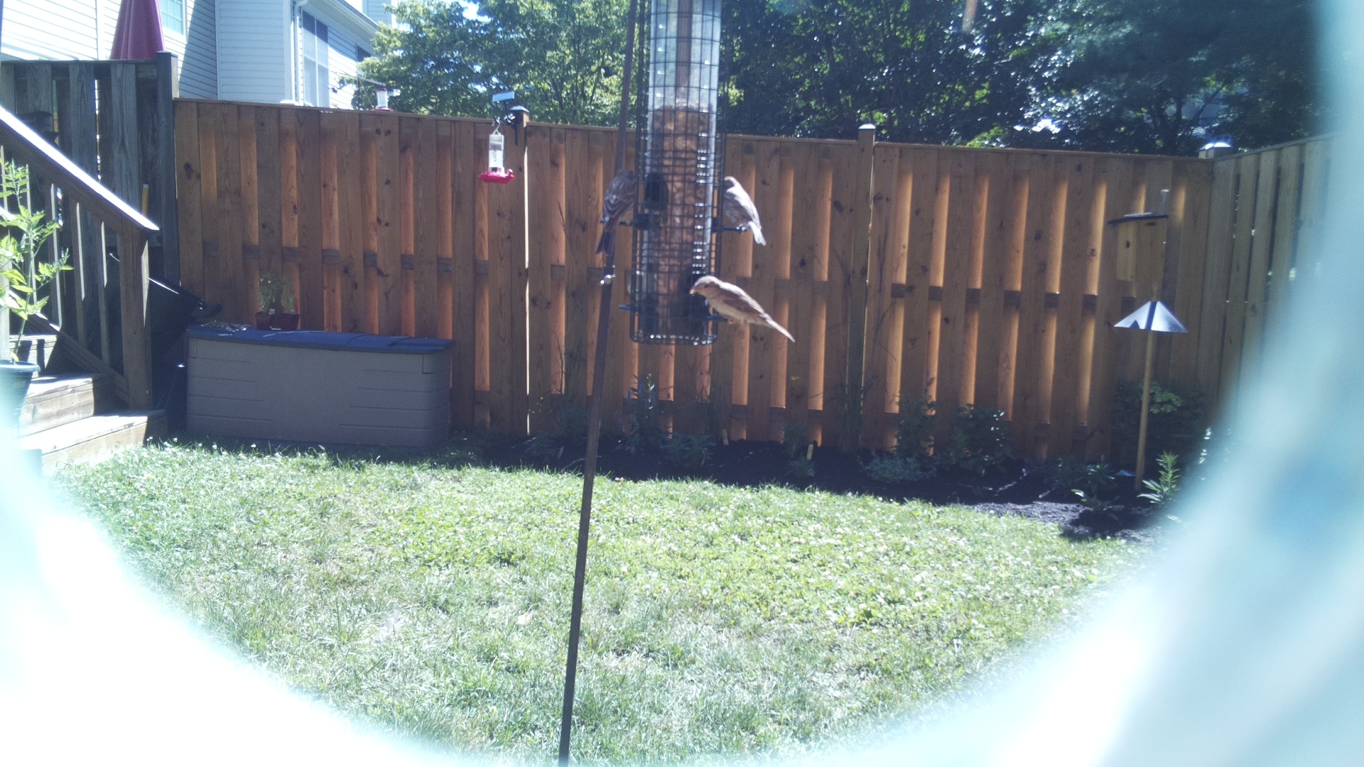 Likely Finch