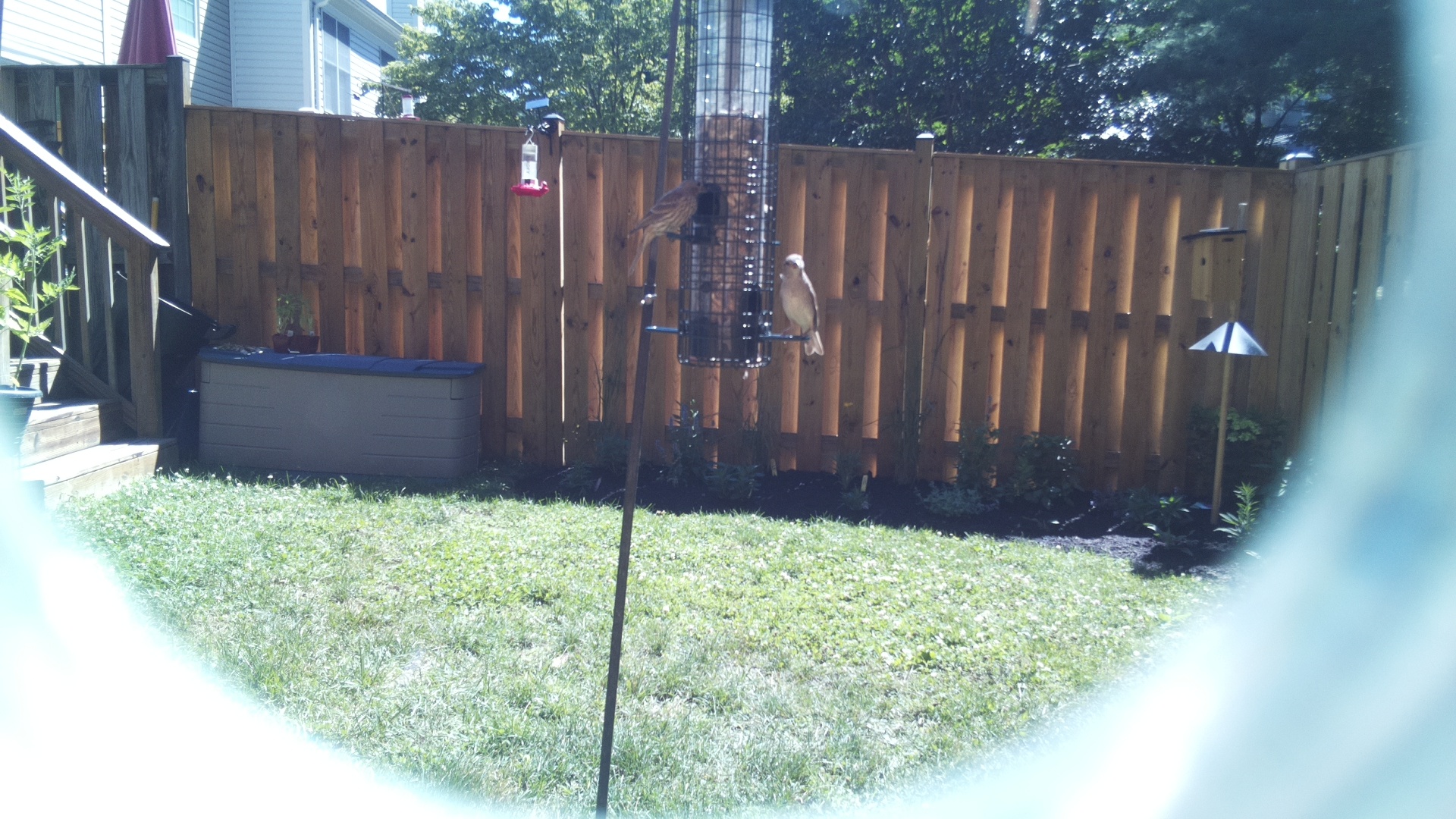 Unknown Bird