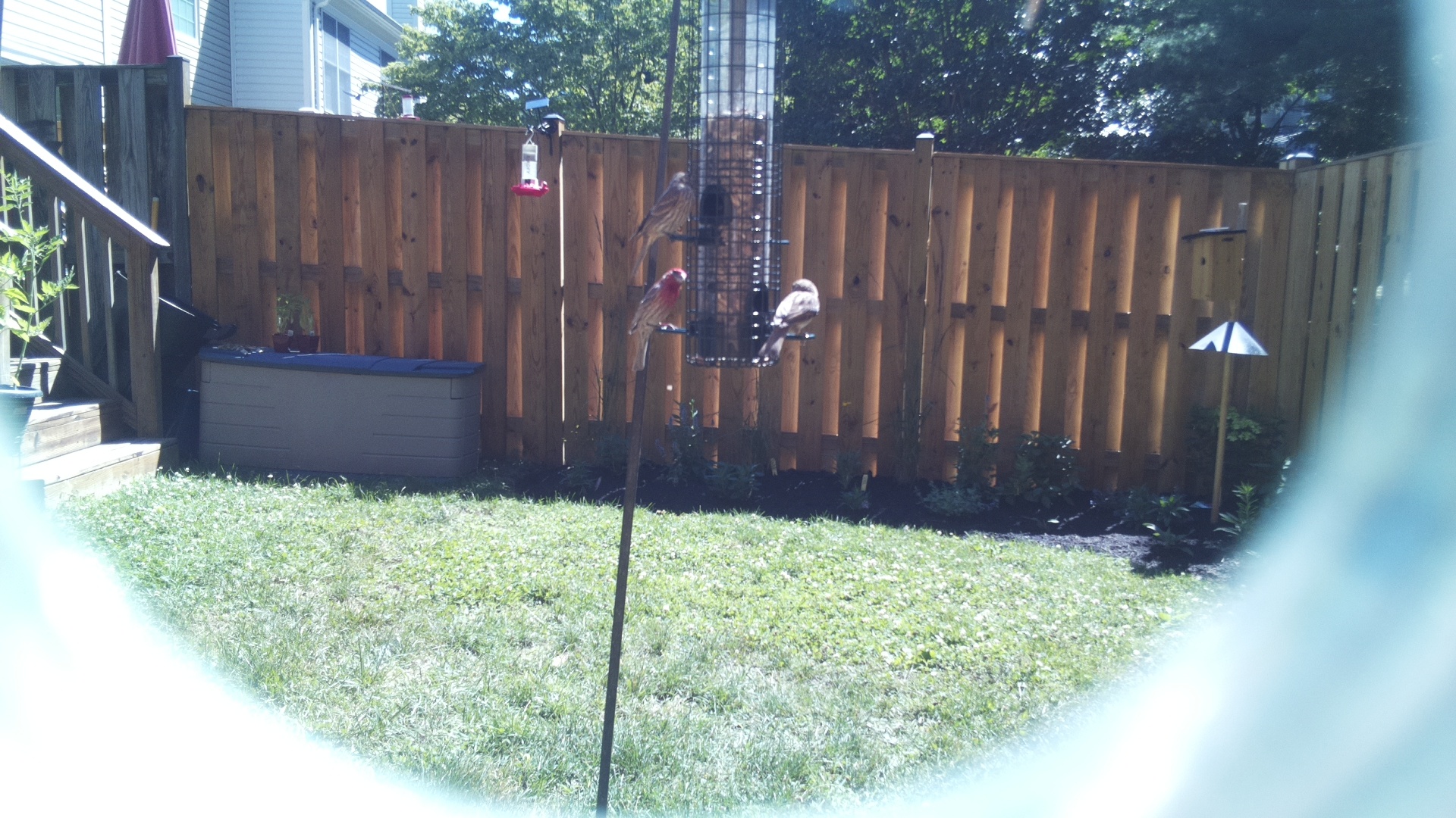Unknown Bird