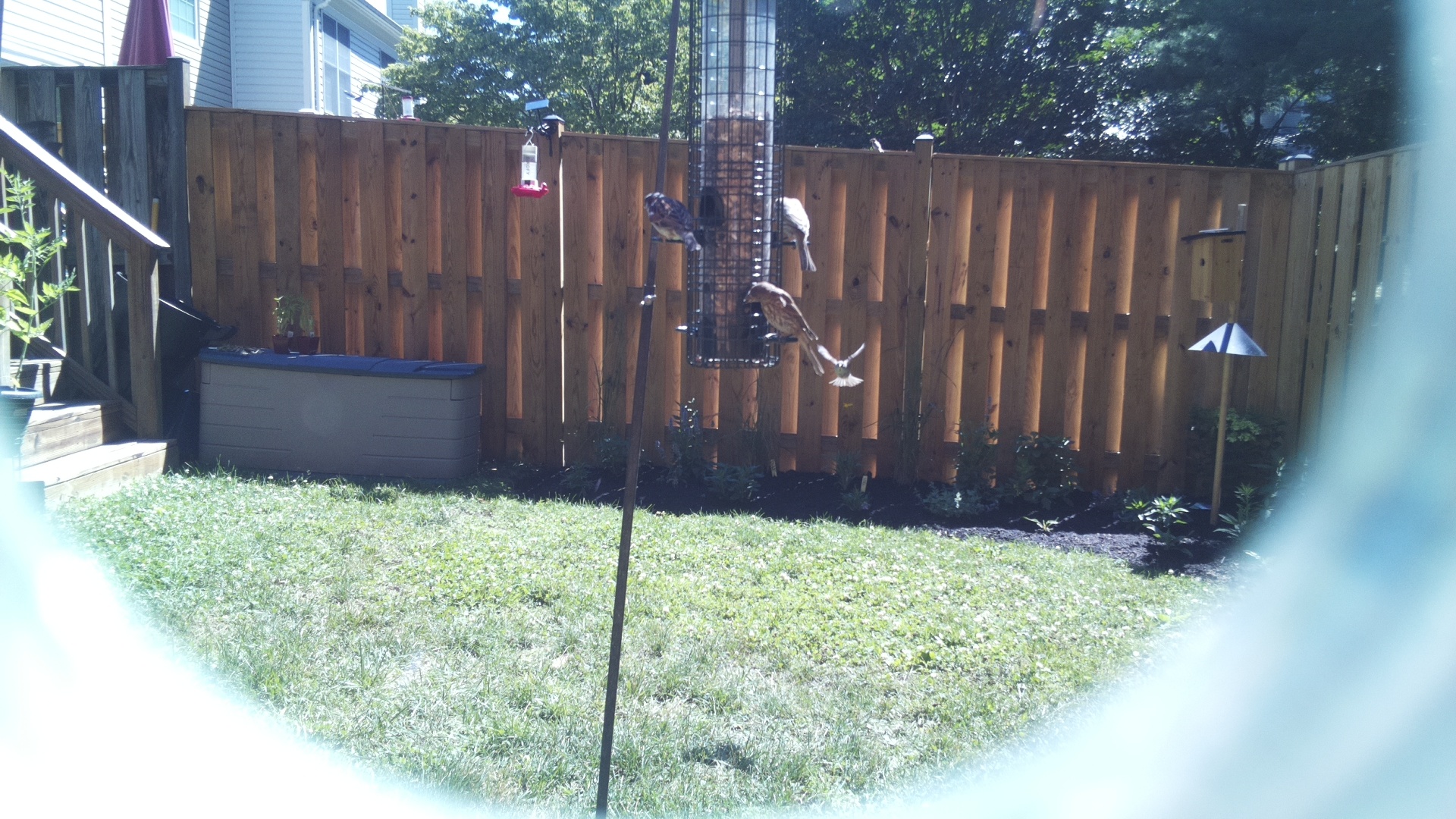 Unknown Bird