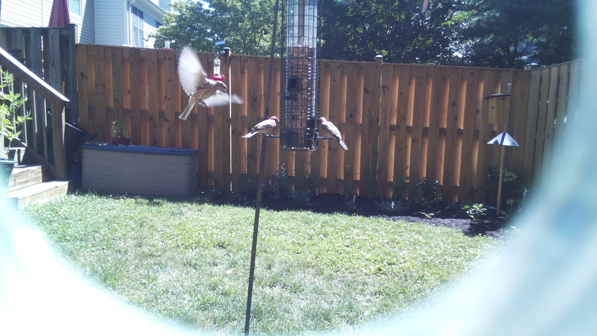 Purple Finch