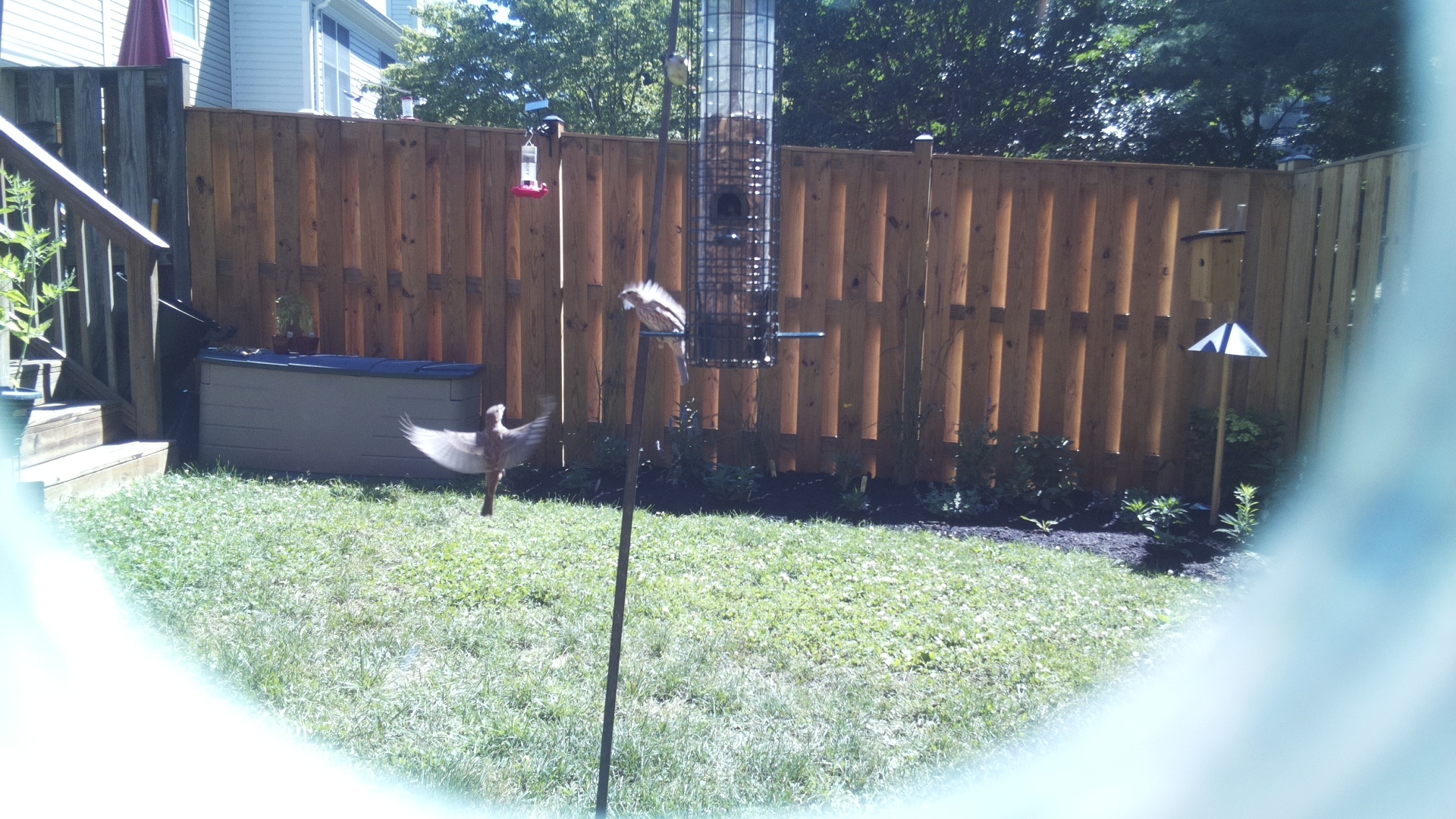 Unknown Bird
