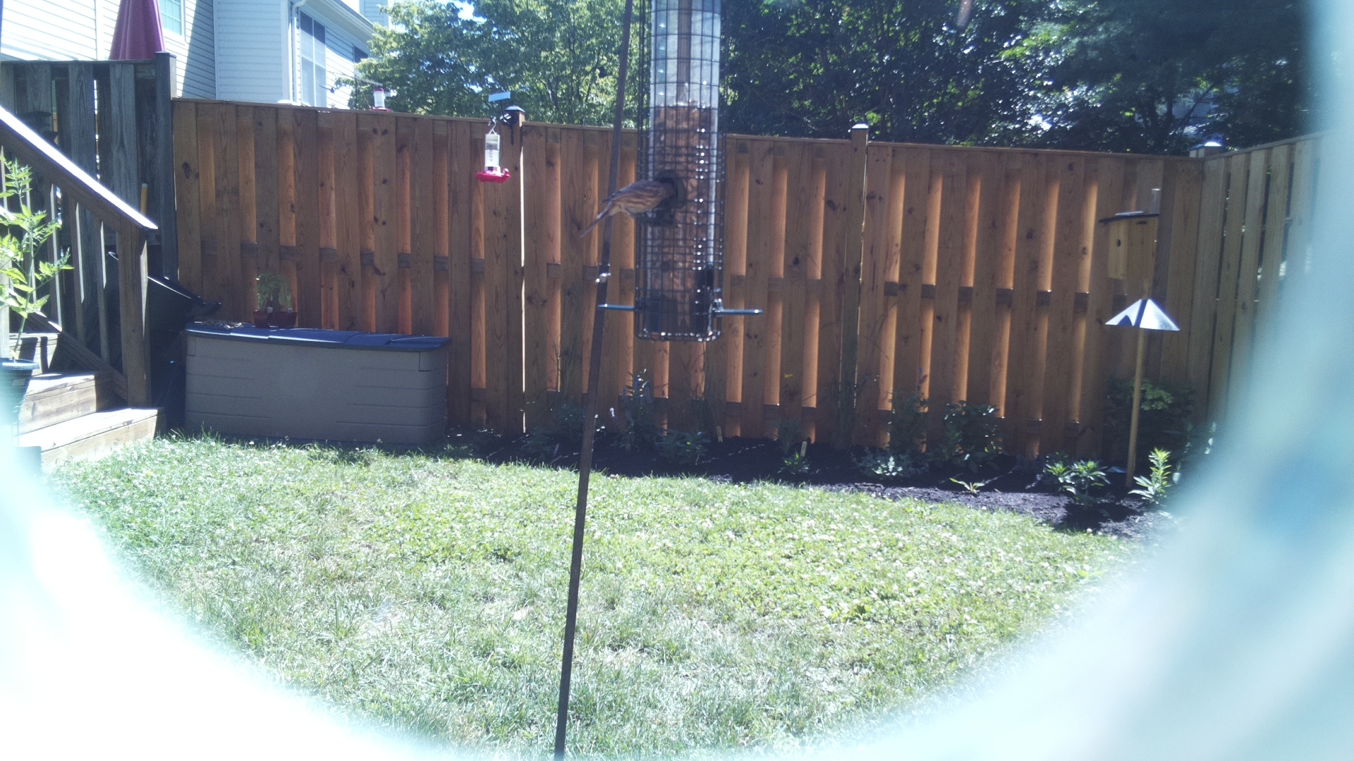 Unknown Bird