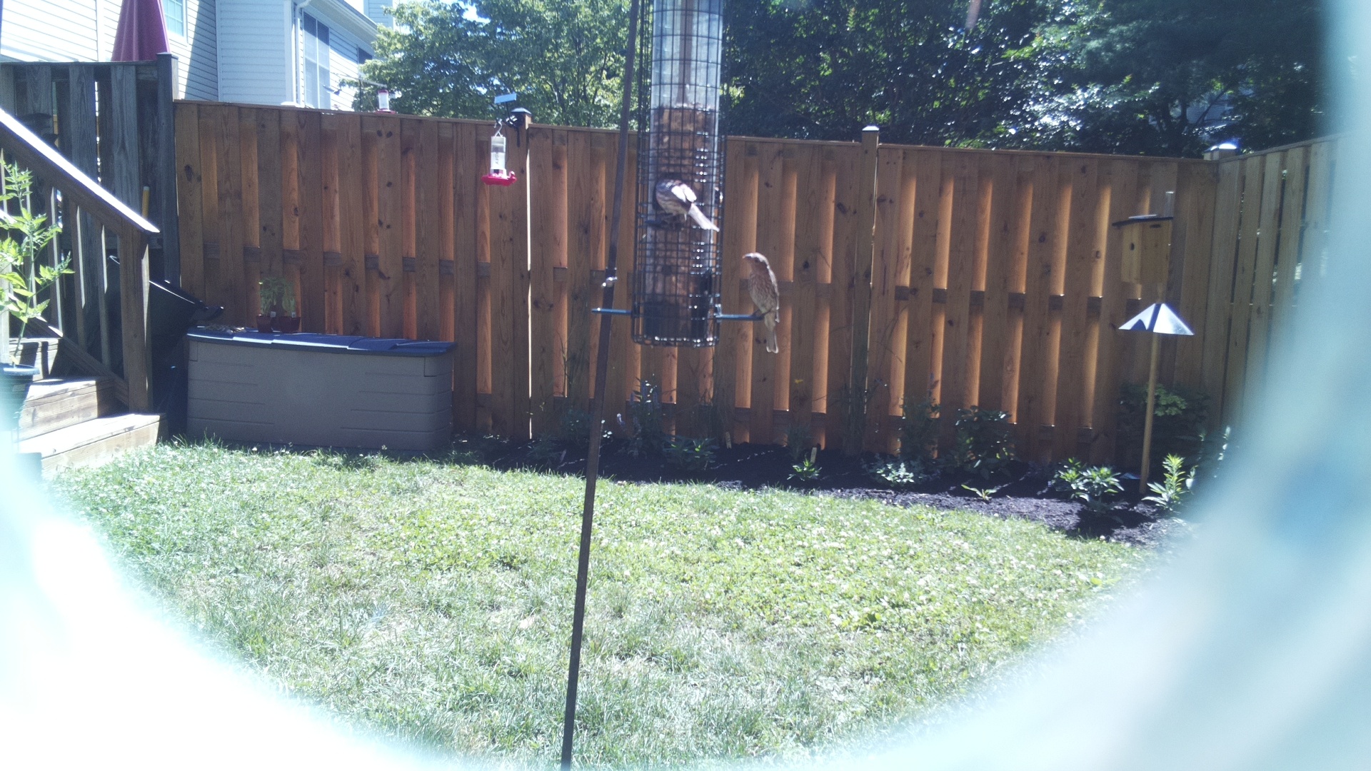 Unknown Bird
