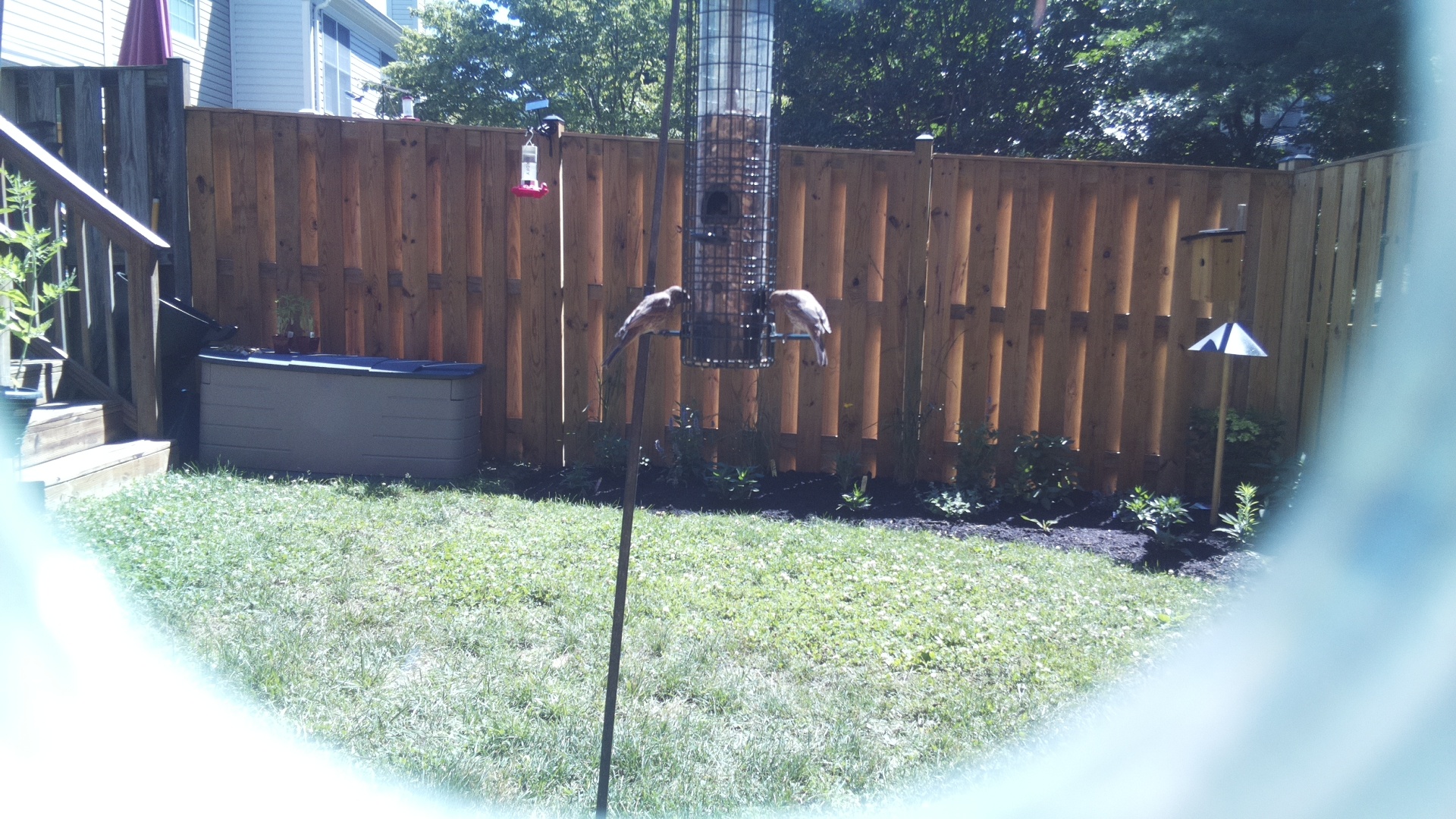 Unknown Bird