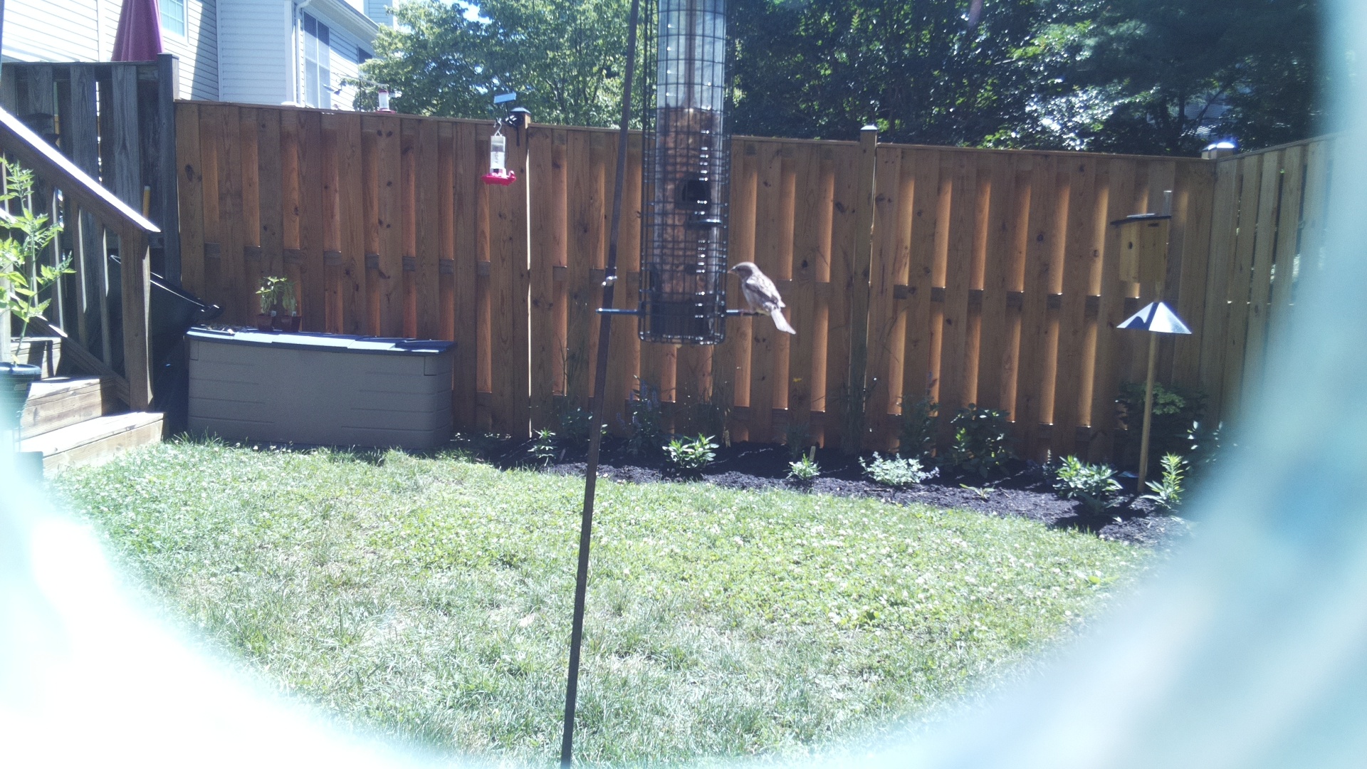 Likely Sparrow