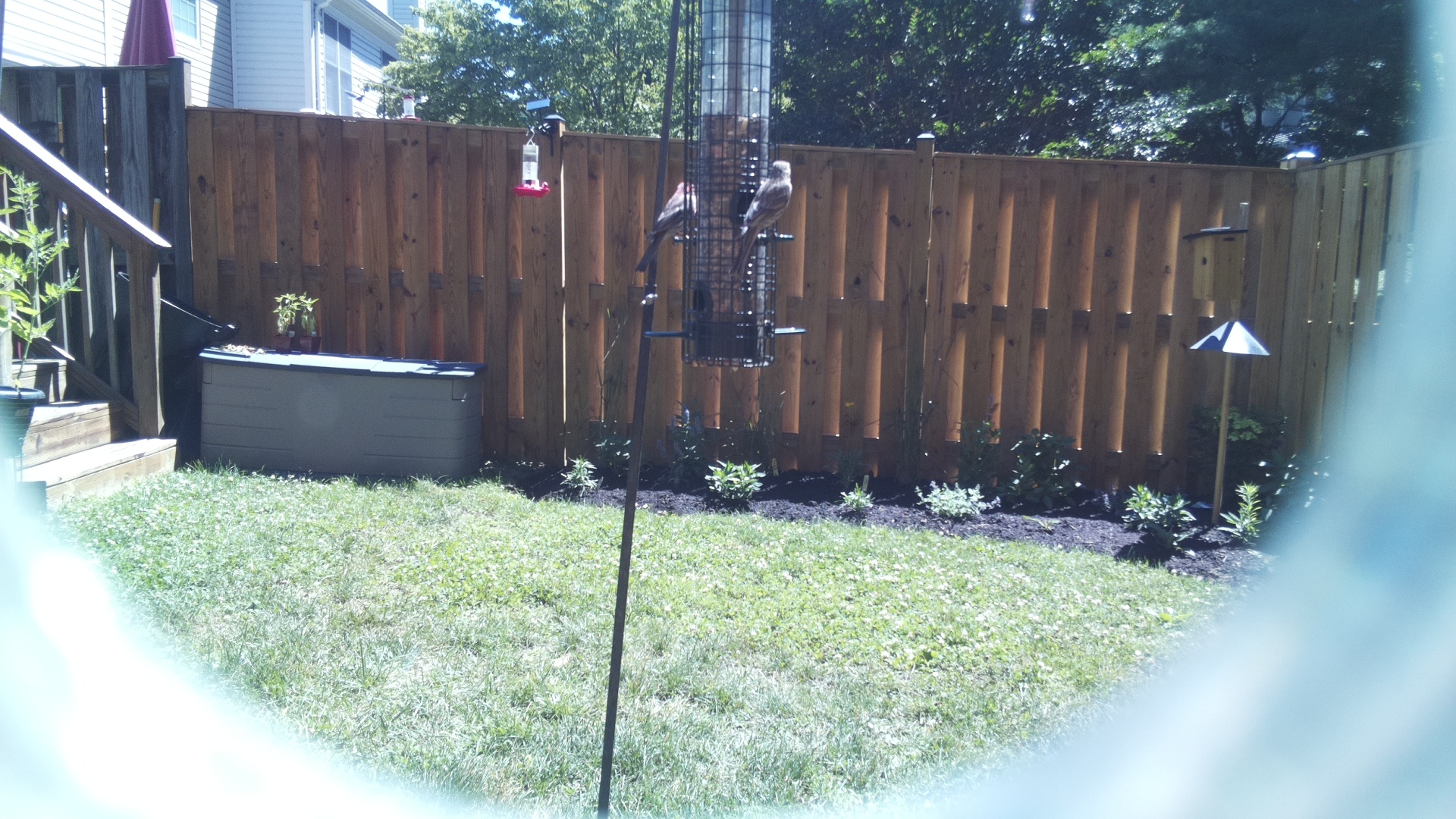 Likely Finch