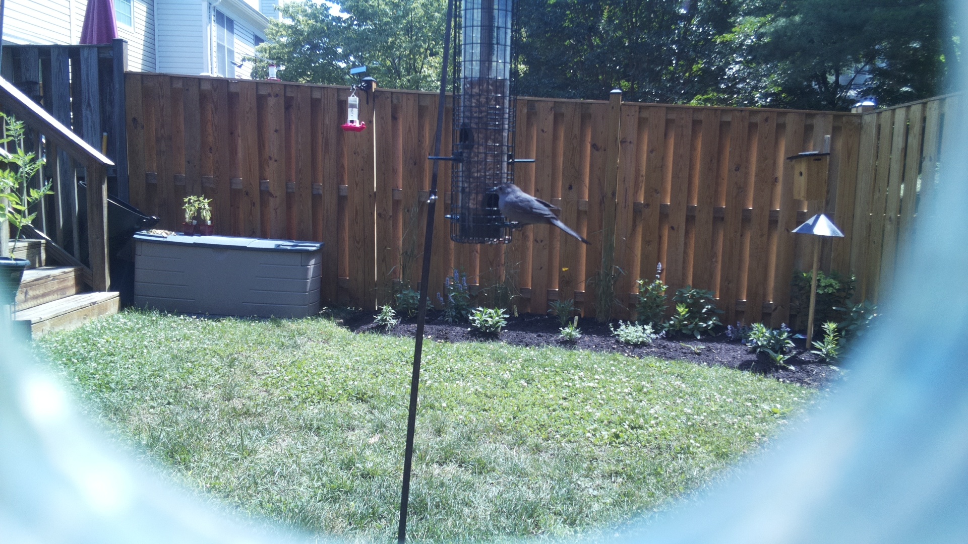 Unknown Bird