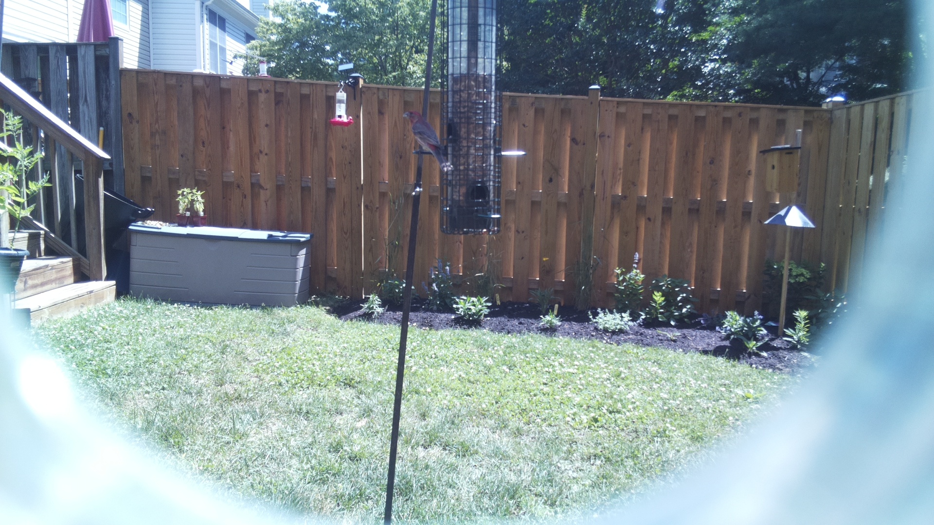 Likely Finch