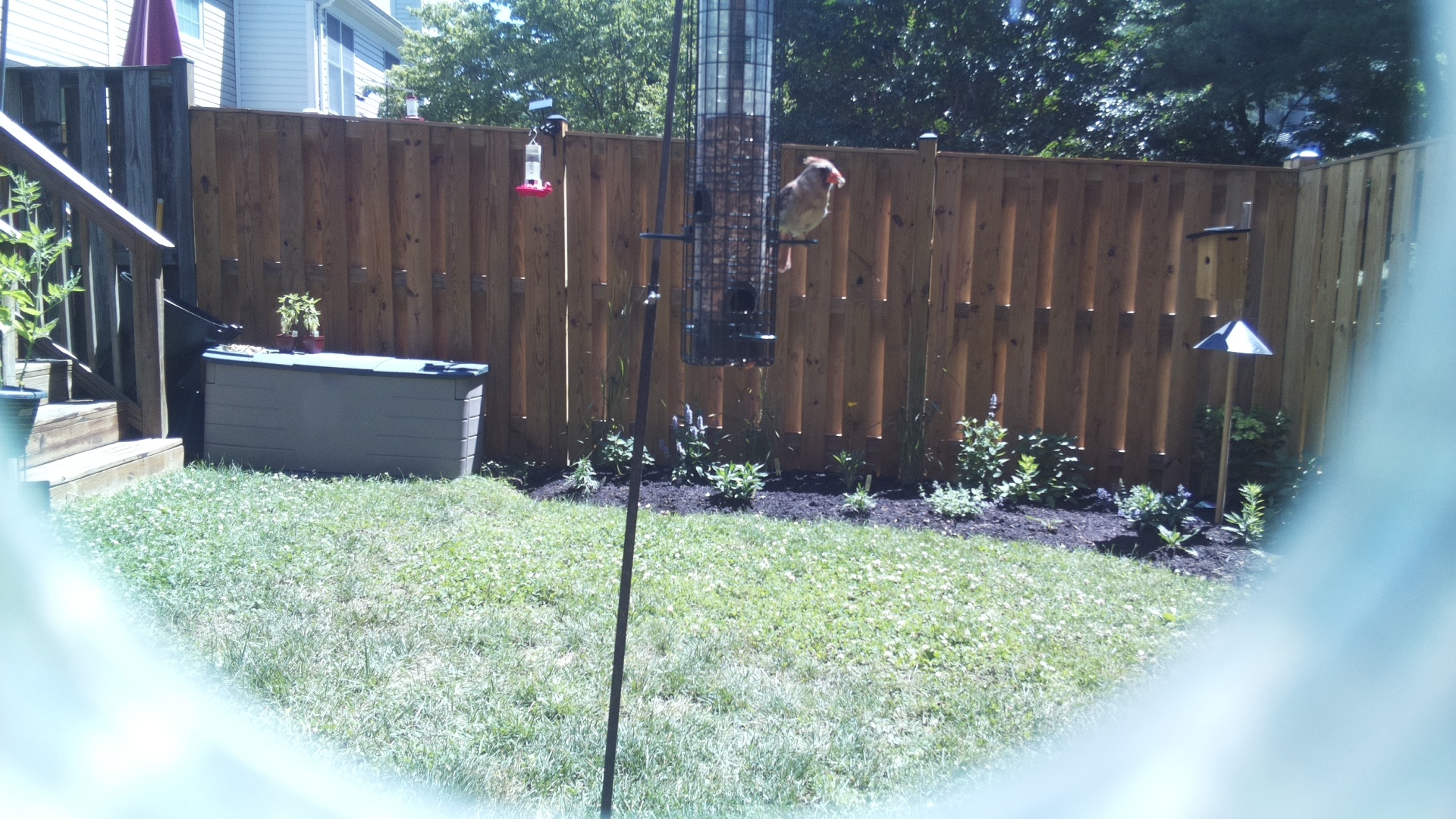 Northern Cardinal