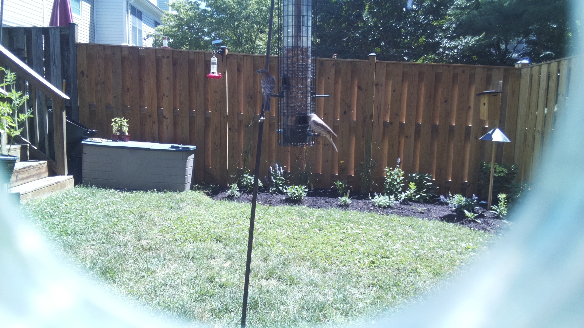 Unknown Bird