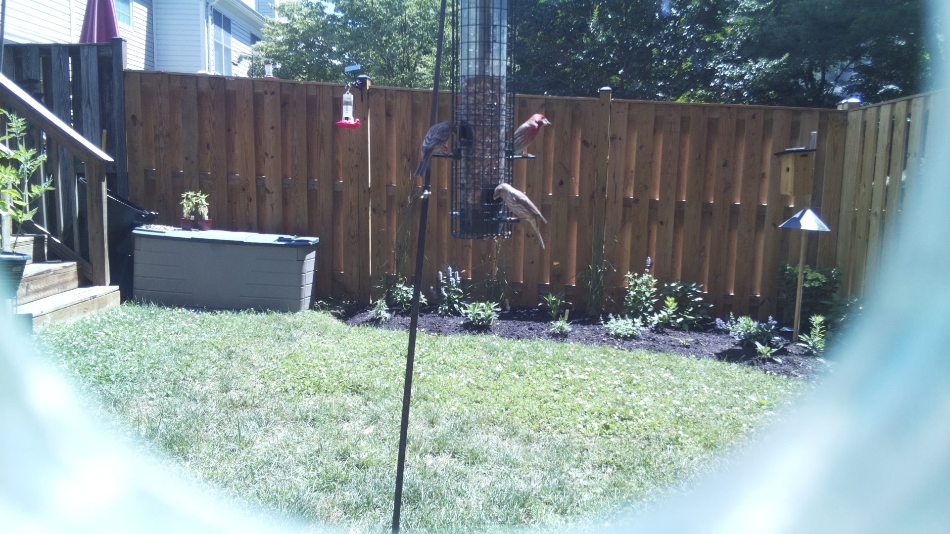 Purple Finch