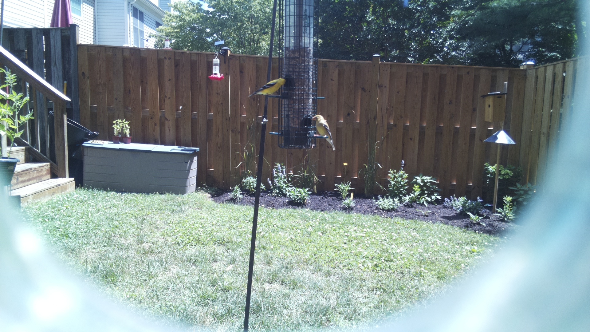 American Goldfinch