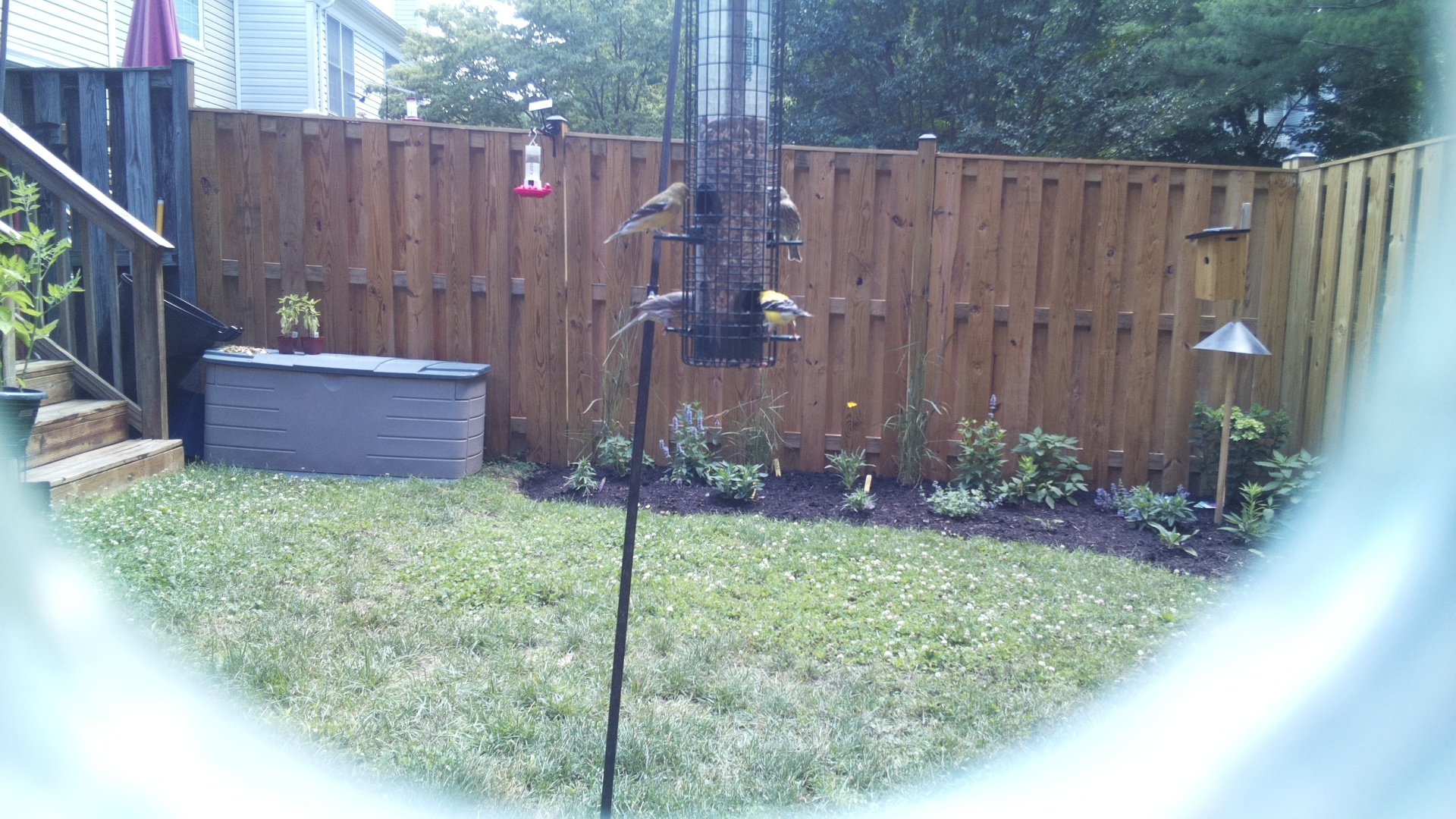 American Goldfinch
