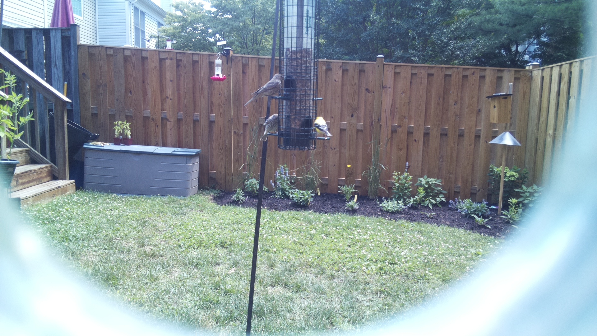 American Goldfinch