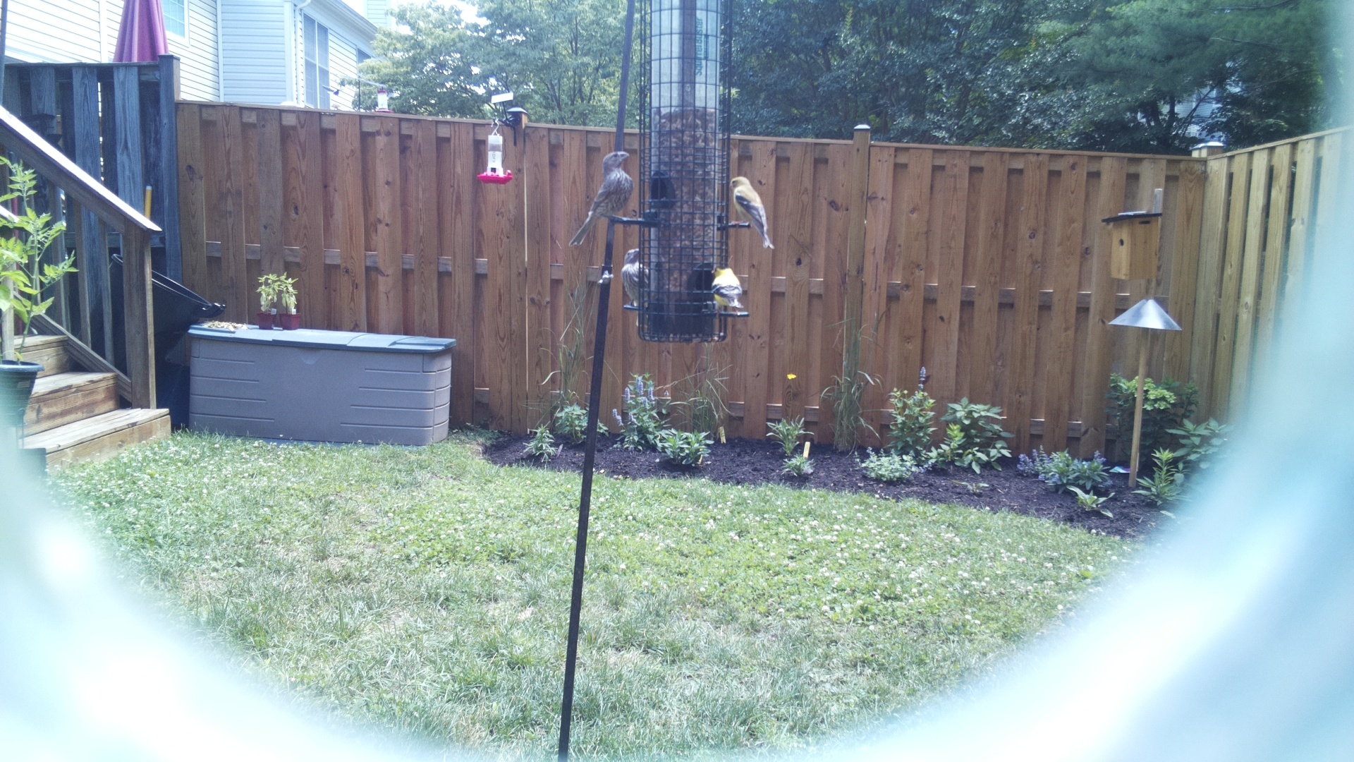 American Goldfinch