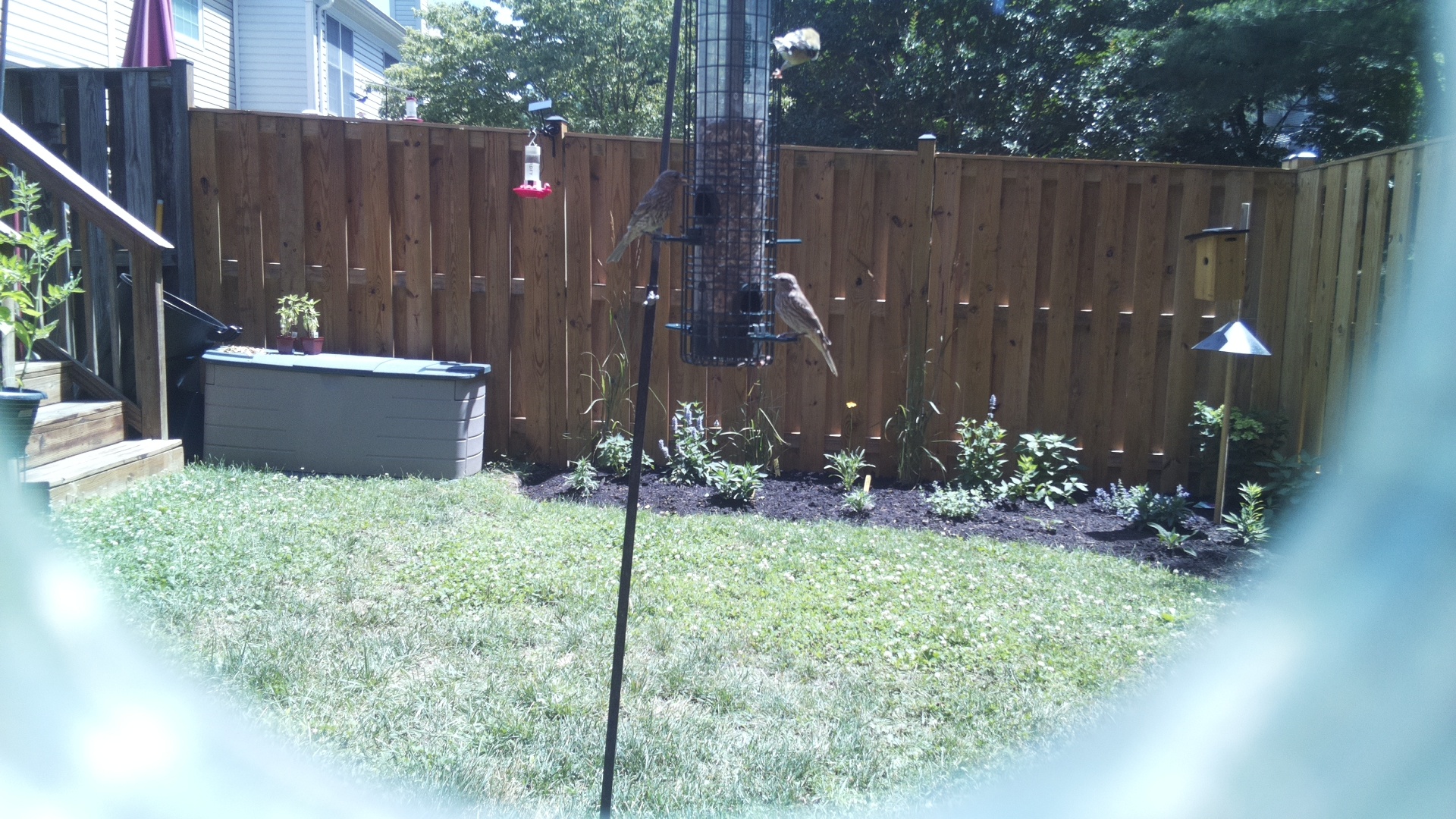 Likely Finch
