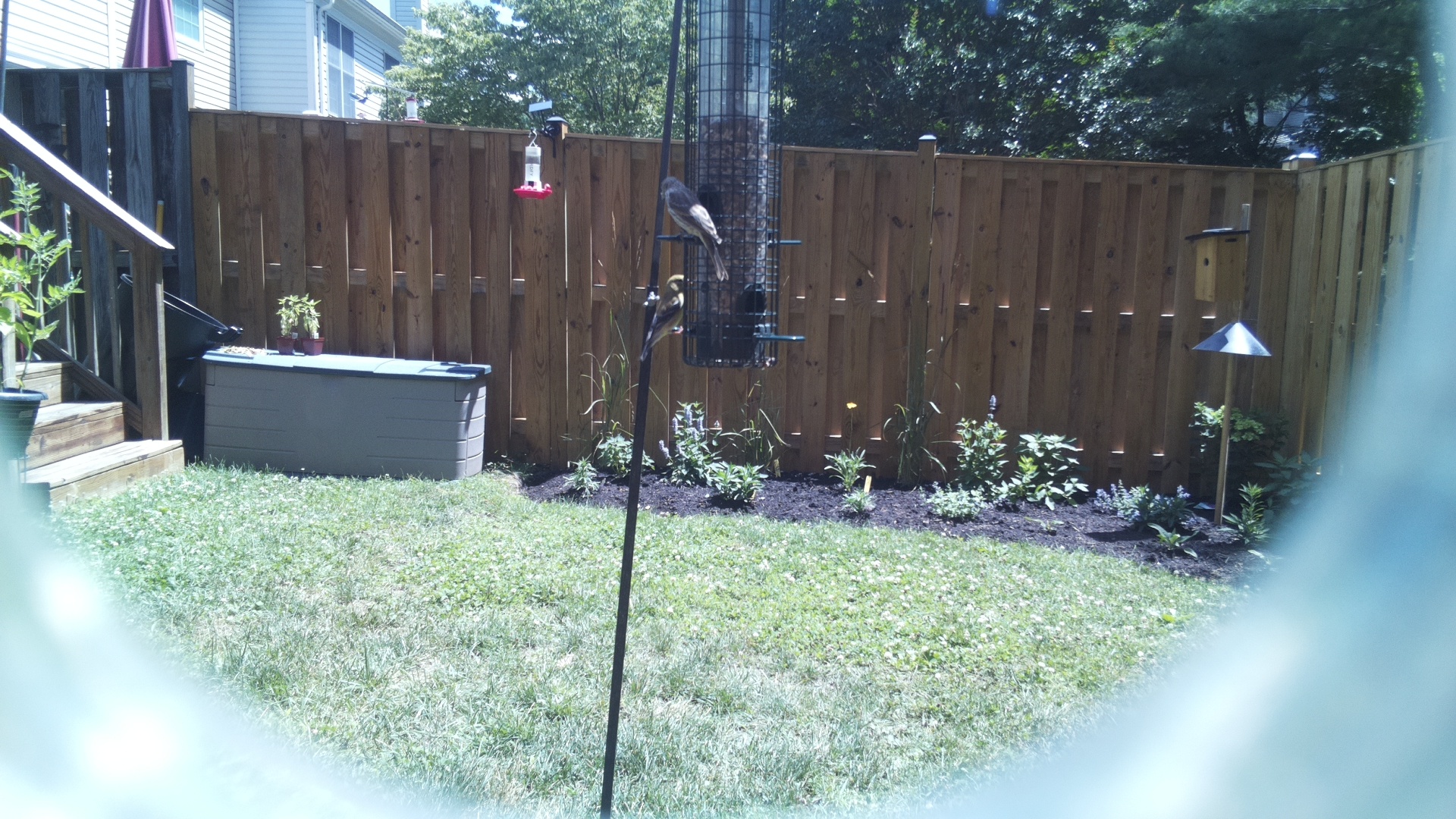 Likely Chickadee/Titmouse