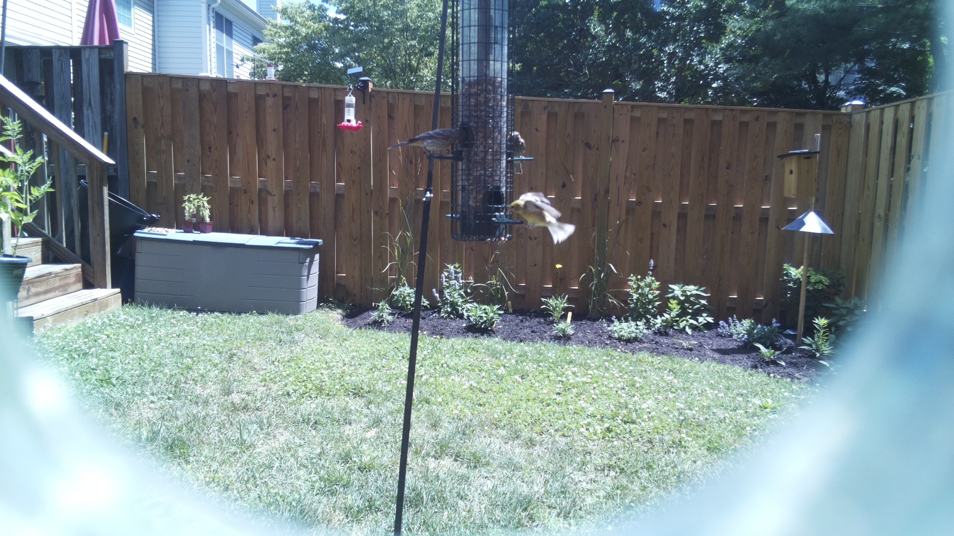American Goldfinch