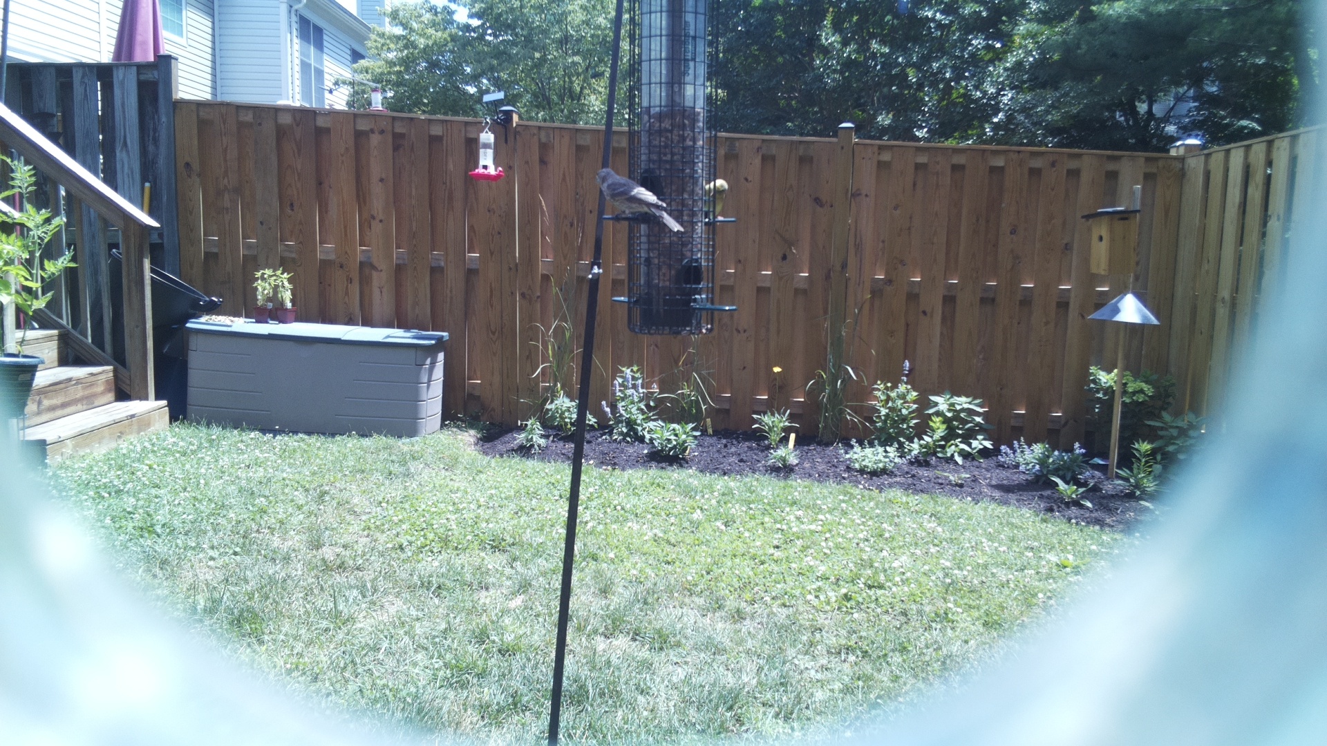 Unknown Bird