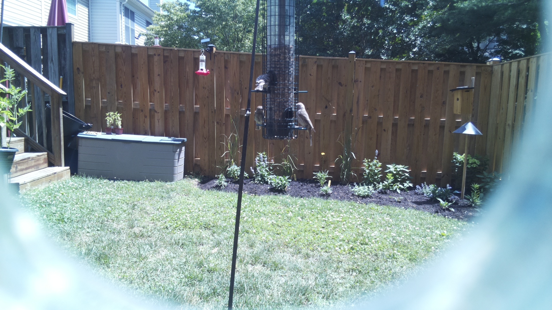 Likely Finch